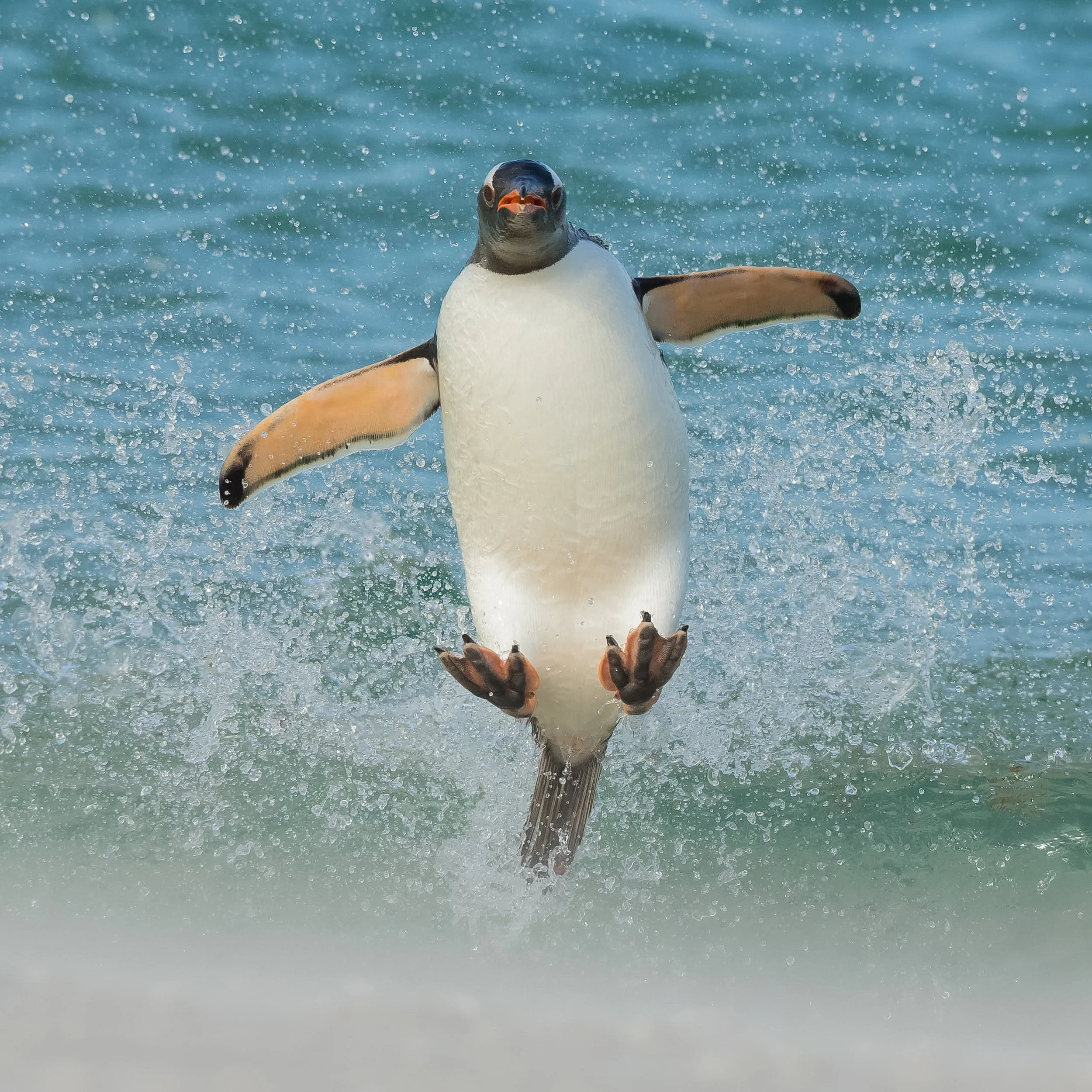 A penguin jumping out of the water with splash behind it.