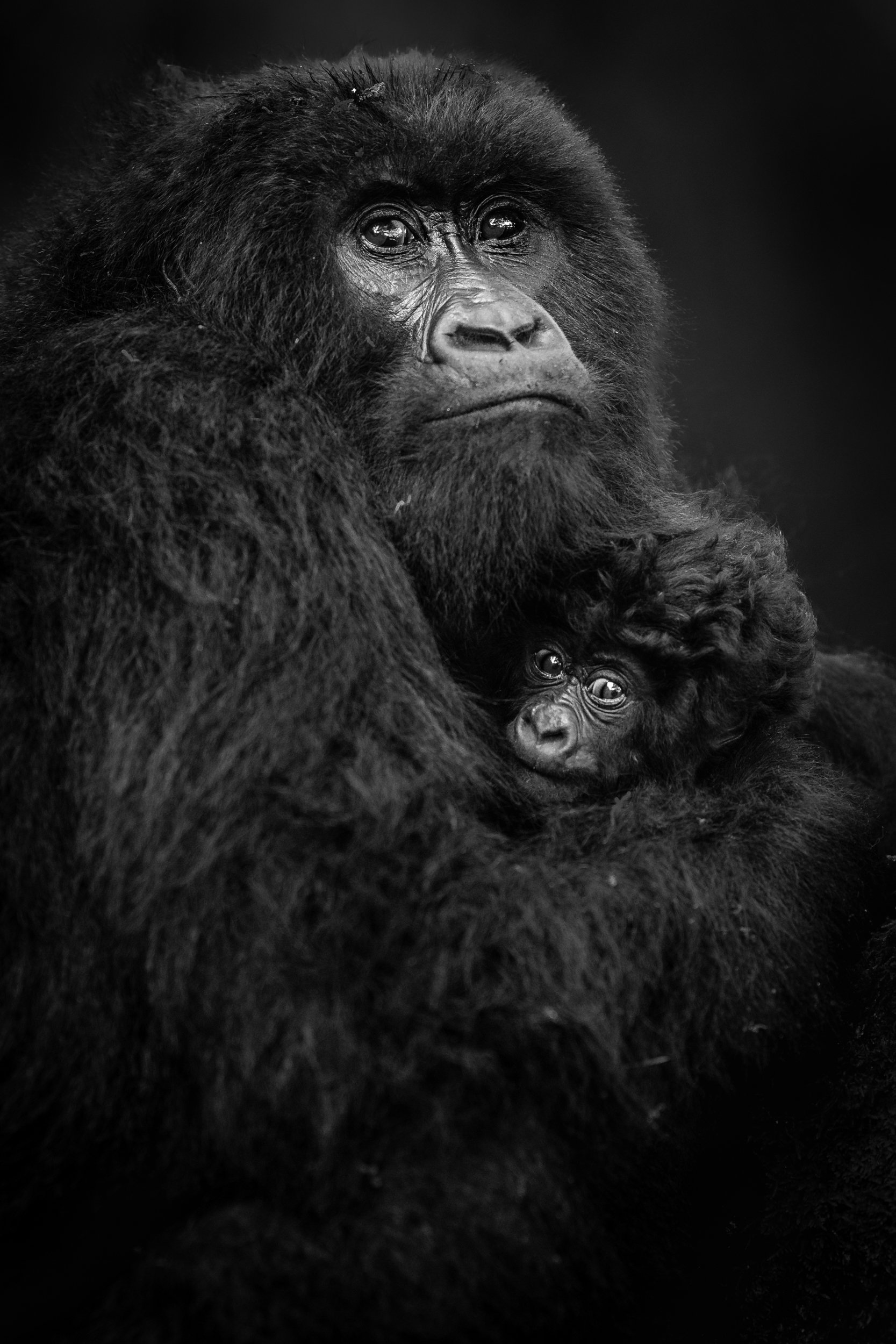A black and white photograph of a gorilla holding a baby gorilla close, both with dark fur and expressive eyes.