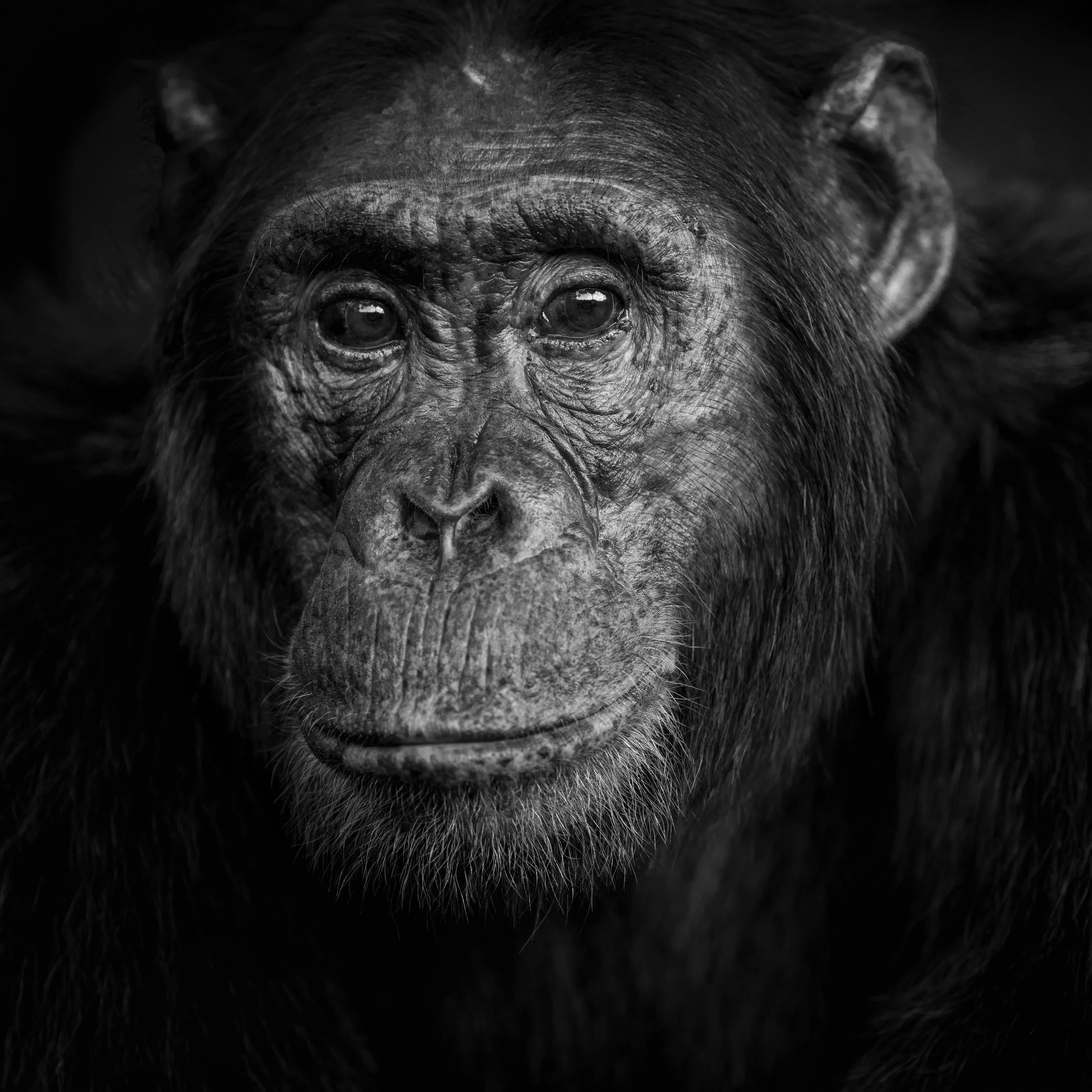 Close-up black and white photograph of a chimpanzee's face.