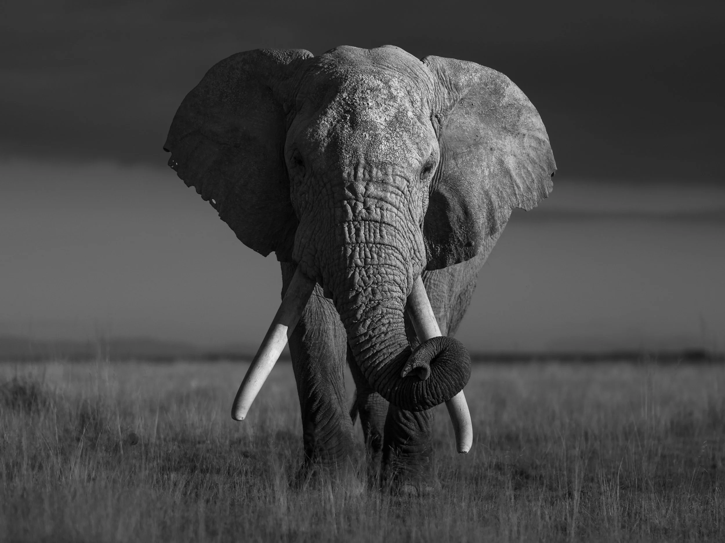 Black and white photo of an elephant walking toward the camera in a grassy landscape with a dark sky in the background.