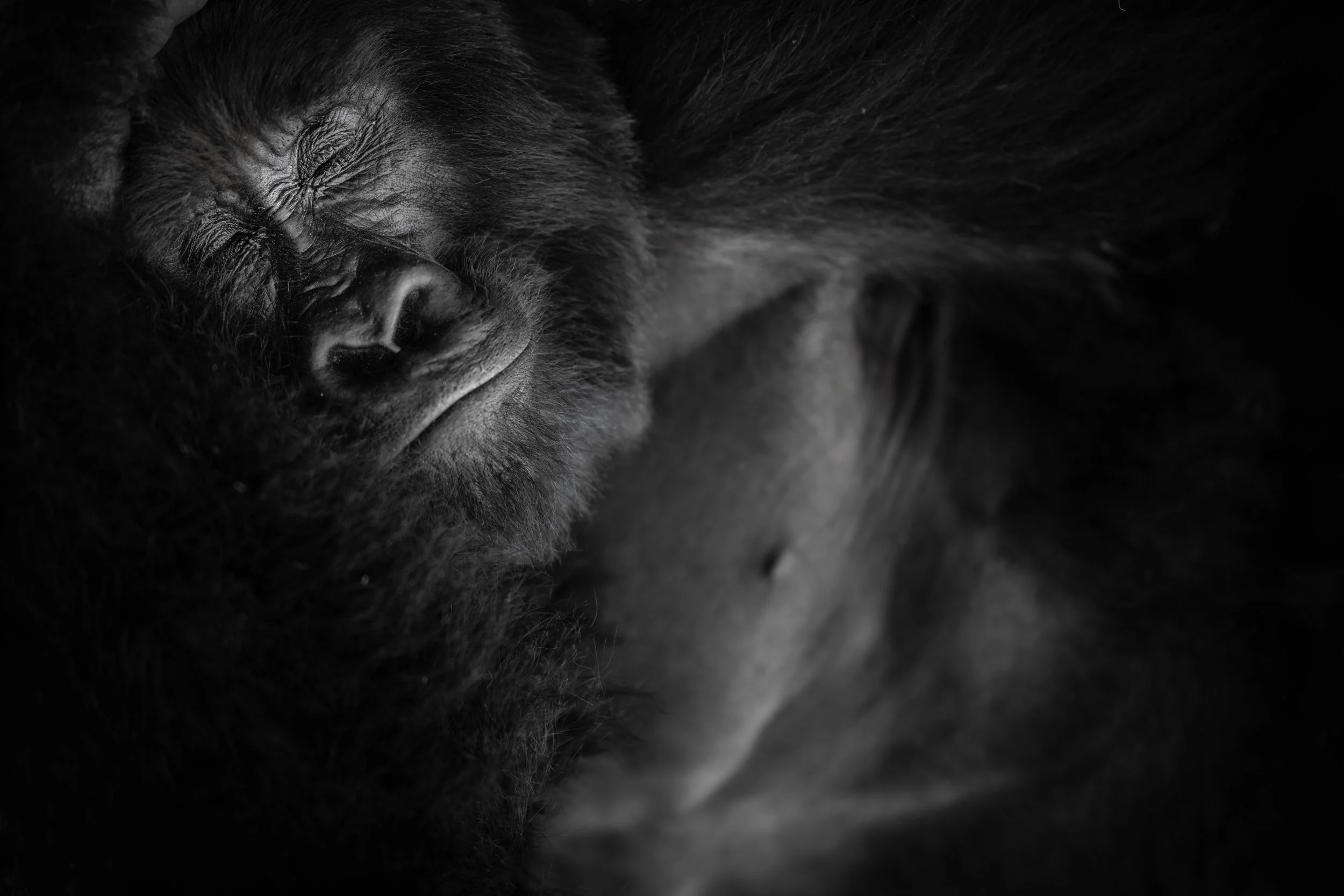 Close-up of a sleeping gorilla with black fur, captured in black and white.
