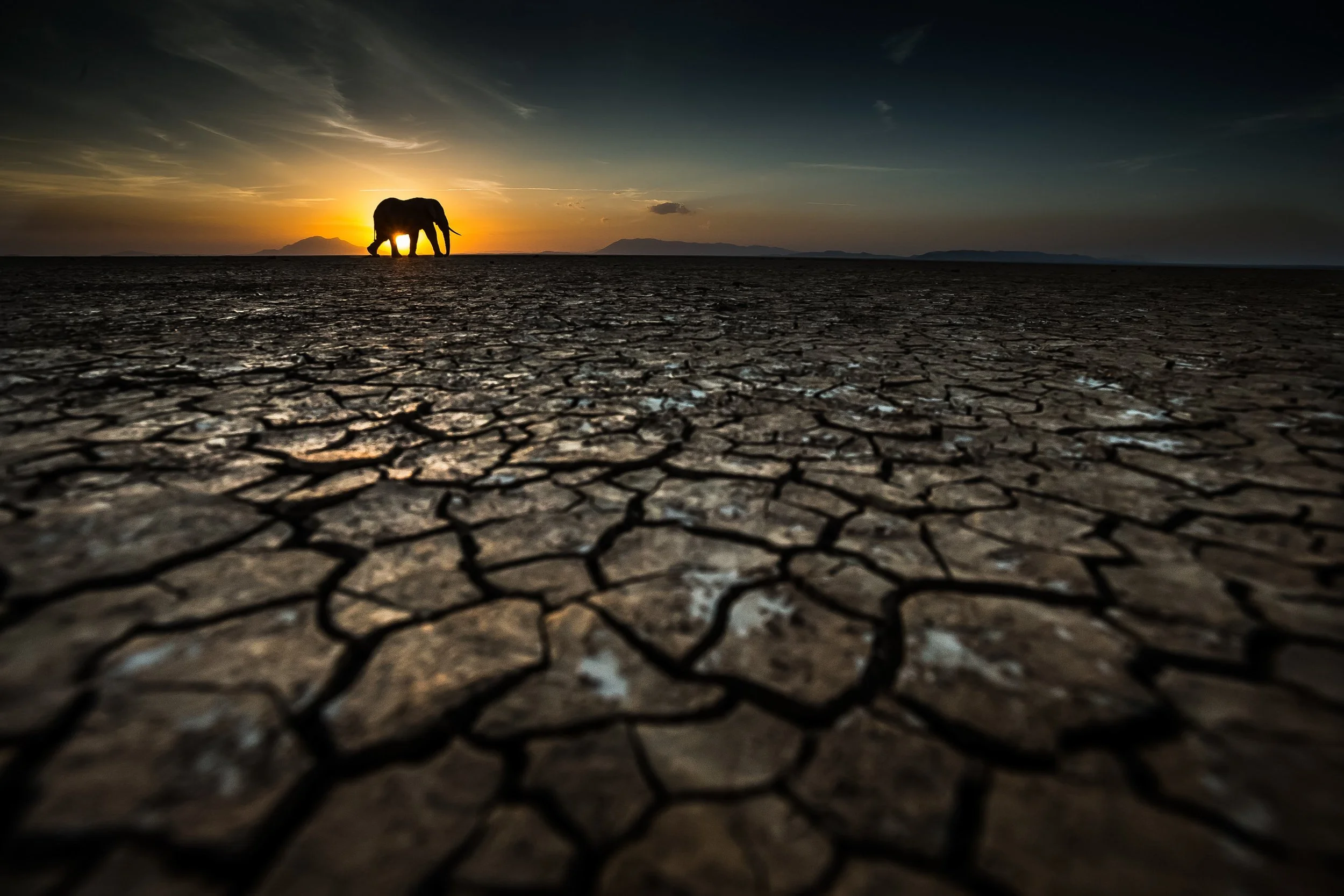 Elephants walking on cracked dry land at sunset with a colorful sky.