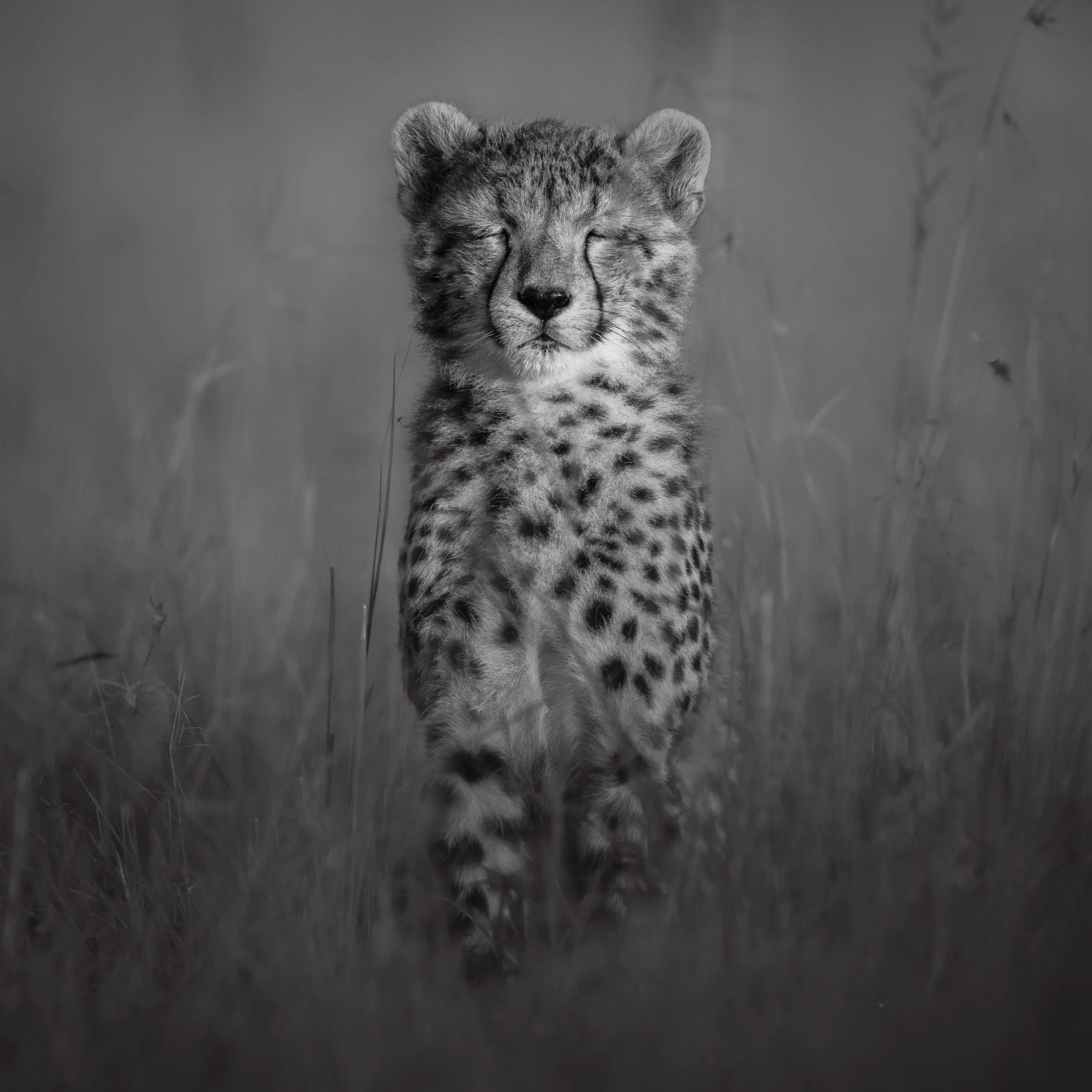 A black and white photo of a cheetah cub walking through tall grass with eyes closed.