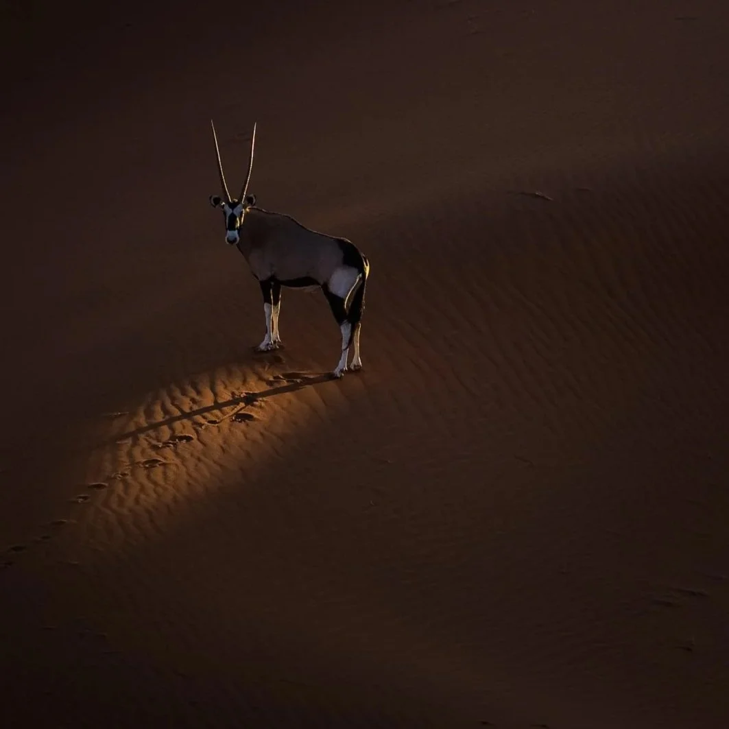 A lone oryx with long horns standing on desert sand, illuminated in low light, leaving footprints behind.