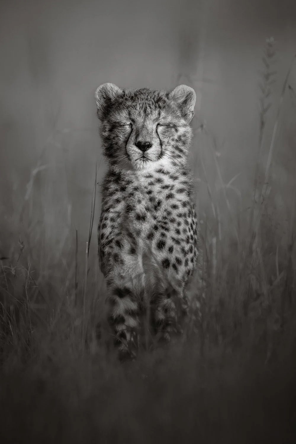 A black and white photograph of a cheetah cub with eyes closed, standing in tall grass.