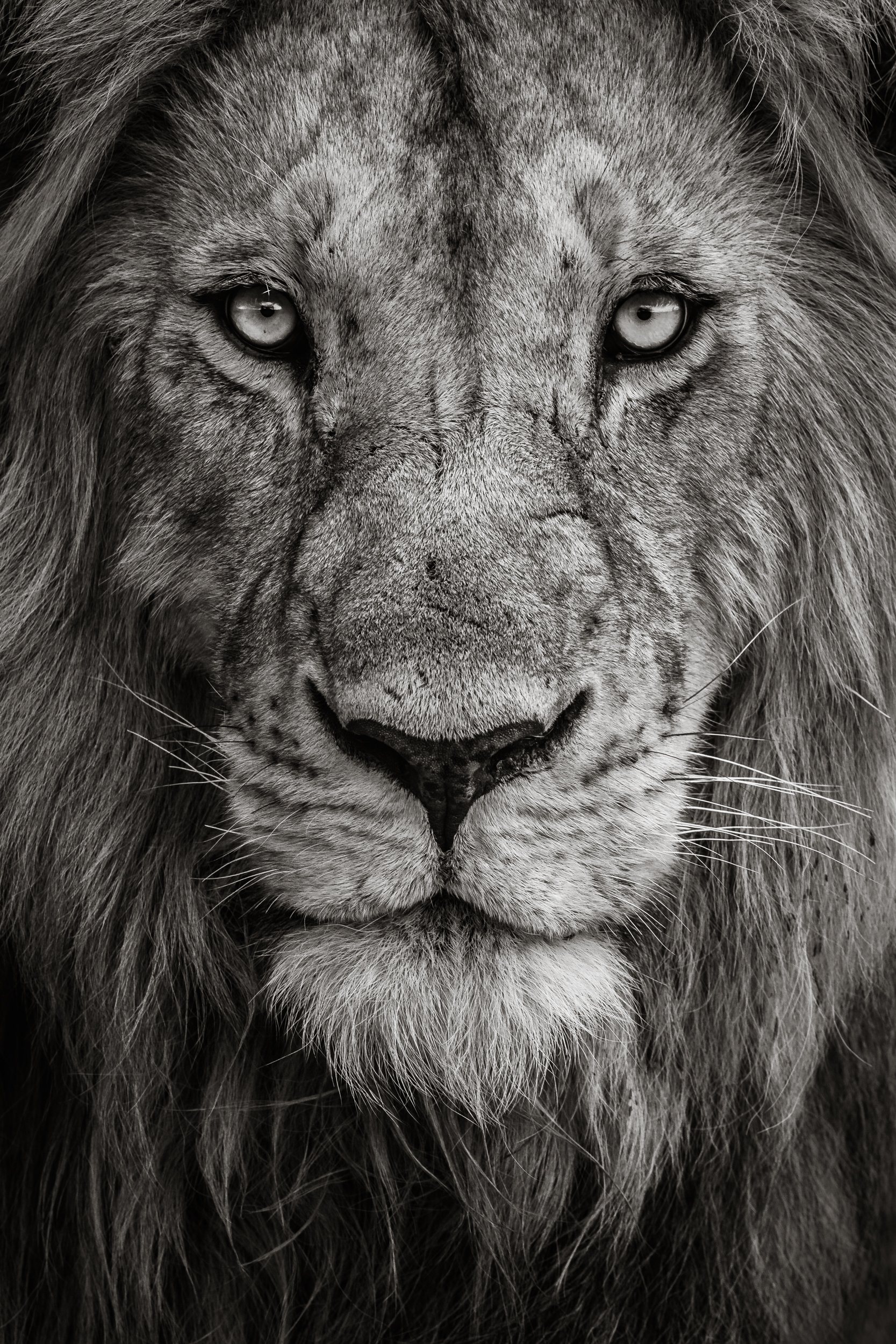 Close-up black and white photo of a lion's face, showing detailed facial features and mane.