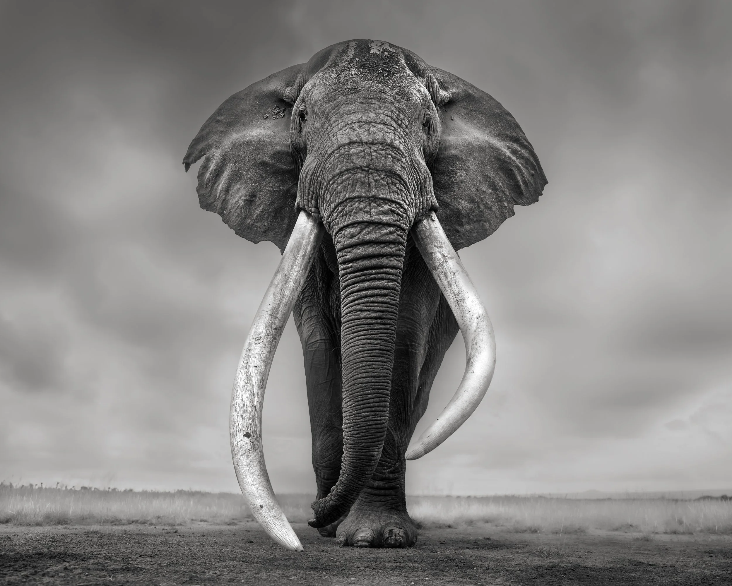 A black and white photograph of an elephant standing in a plain, facing the camera, with clouds overhead.