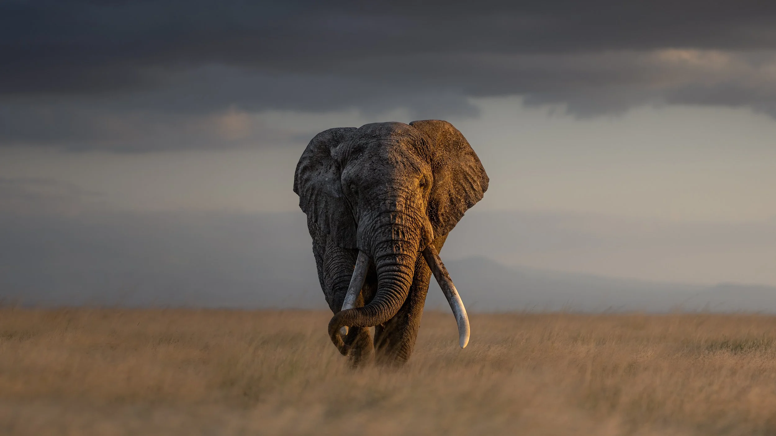 A solitary adult elephant walking towards the camera across a grassy plain under dark, cloudy skies at sunset.