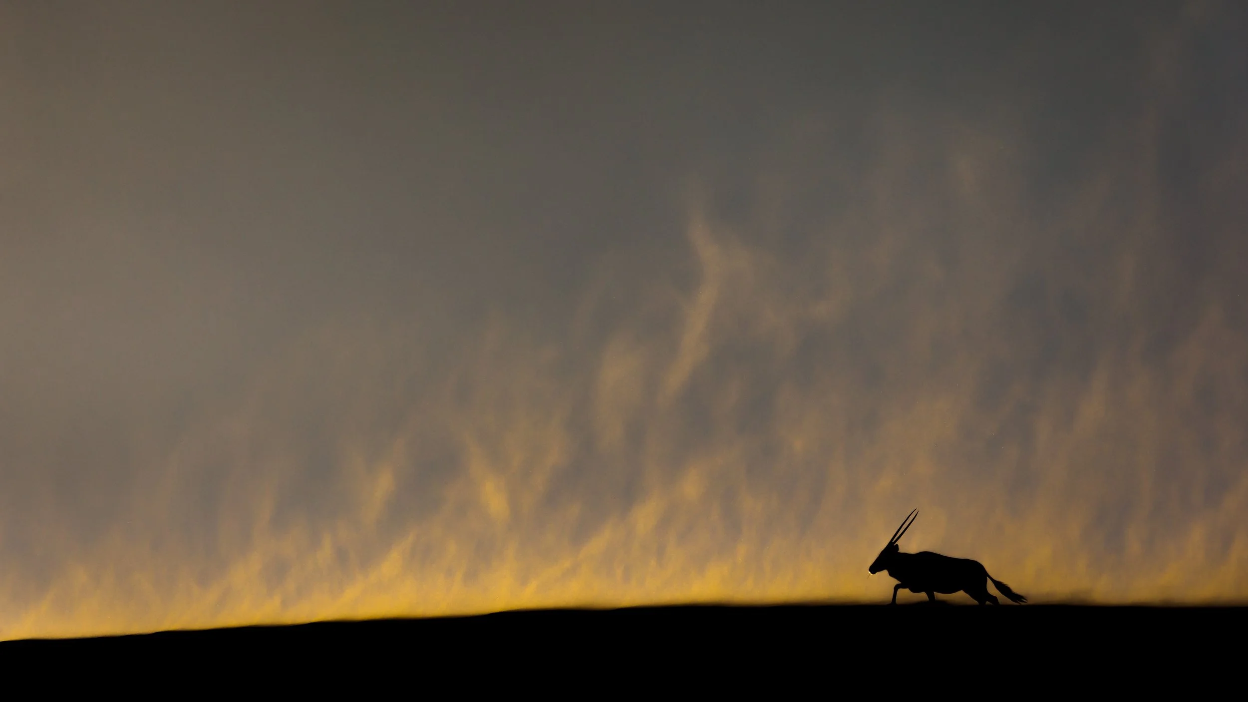 Silhouette of a gazelle walking on the ground against a dusky sky with clouds