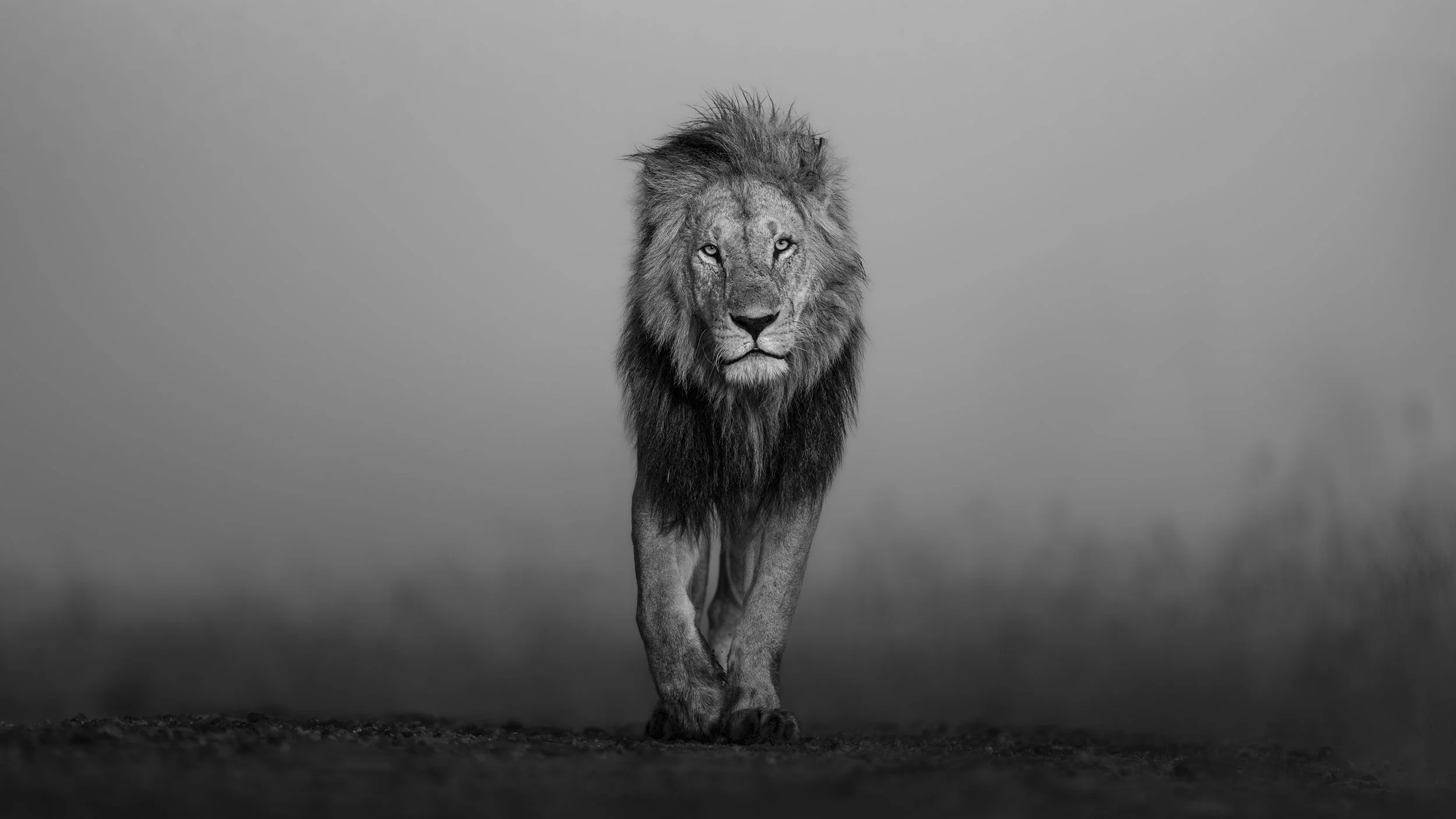 A black and white photo of a lion walking directly towards the camera, with a blurred background.