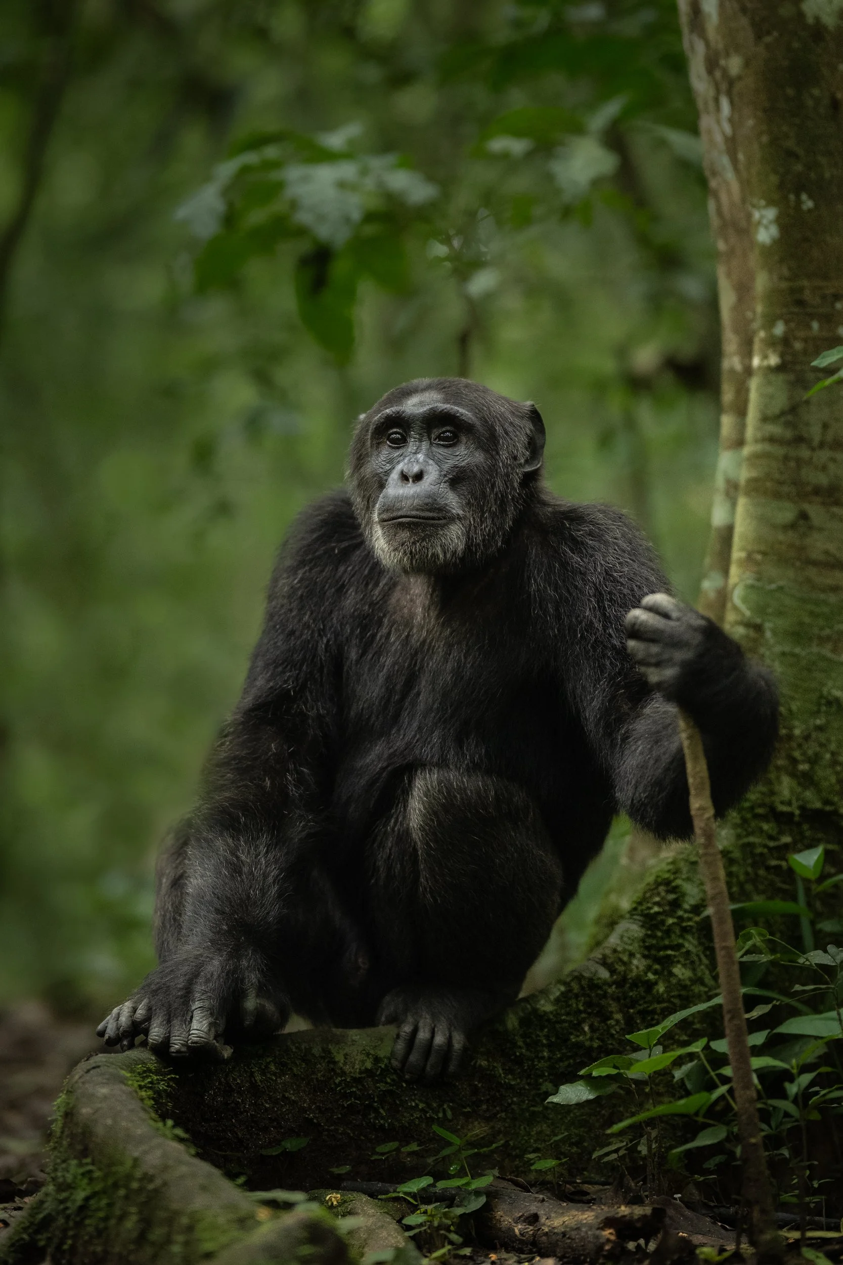 A black chimpanzee sitting on a moss-covered log in a lush green forest, holding a stick with one arm and looking thoughtfully into the distance.