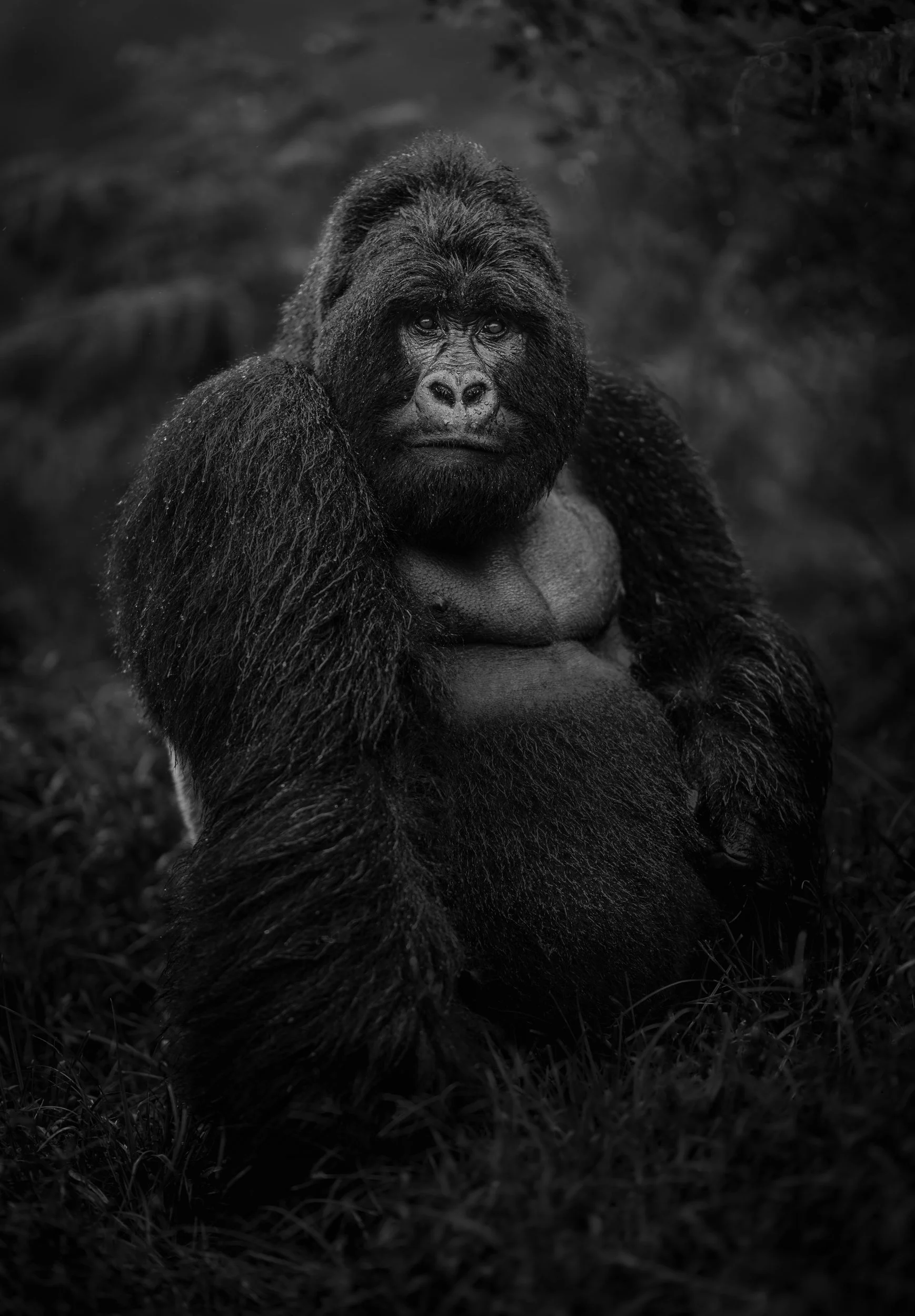 A black and white photo of a large gorilla sitting outdoors with a serious expression on its face.