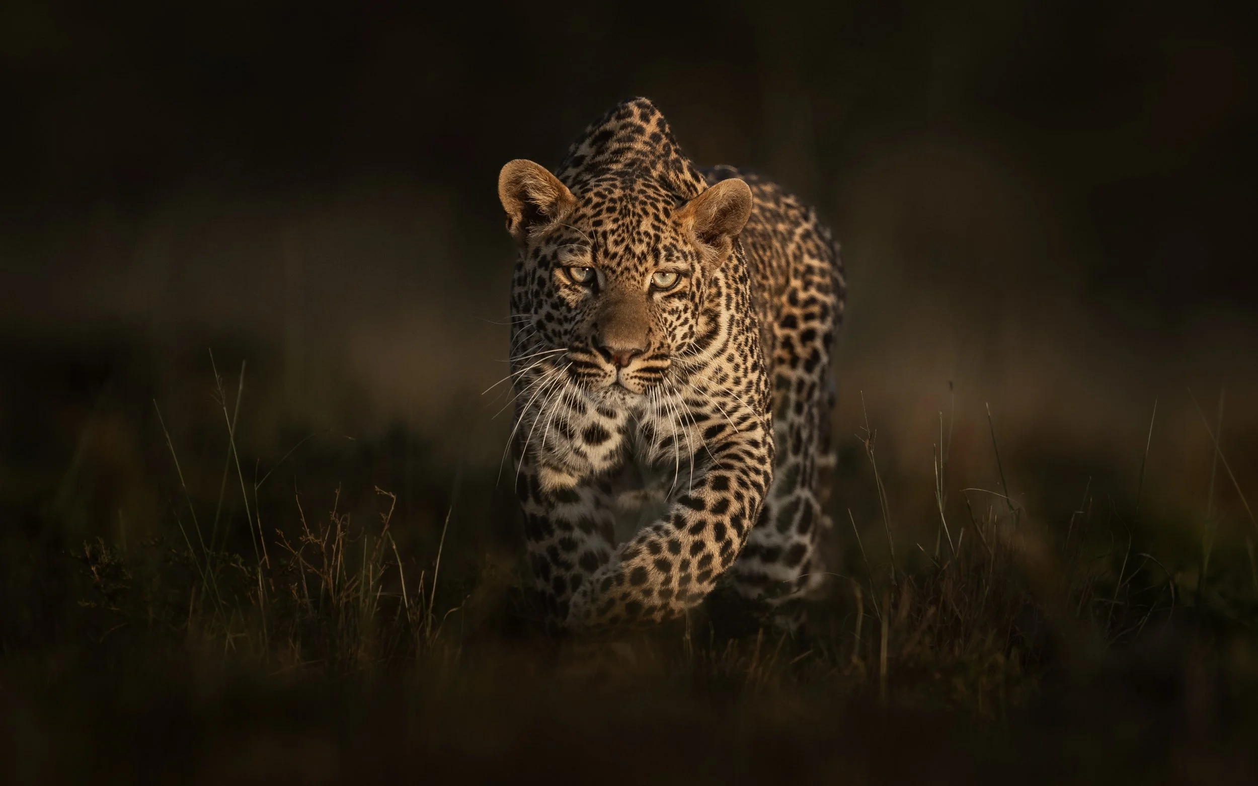 A jaguar walking towards the camera in a dark, natural environment.