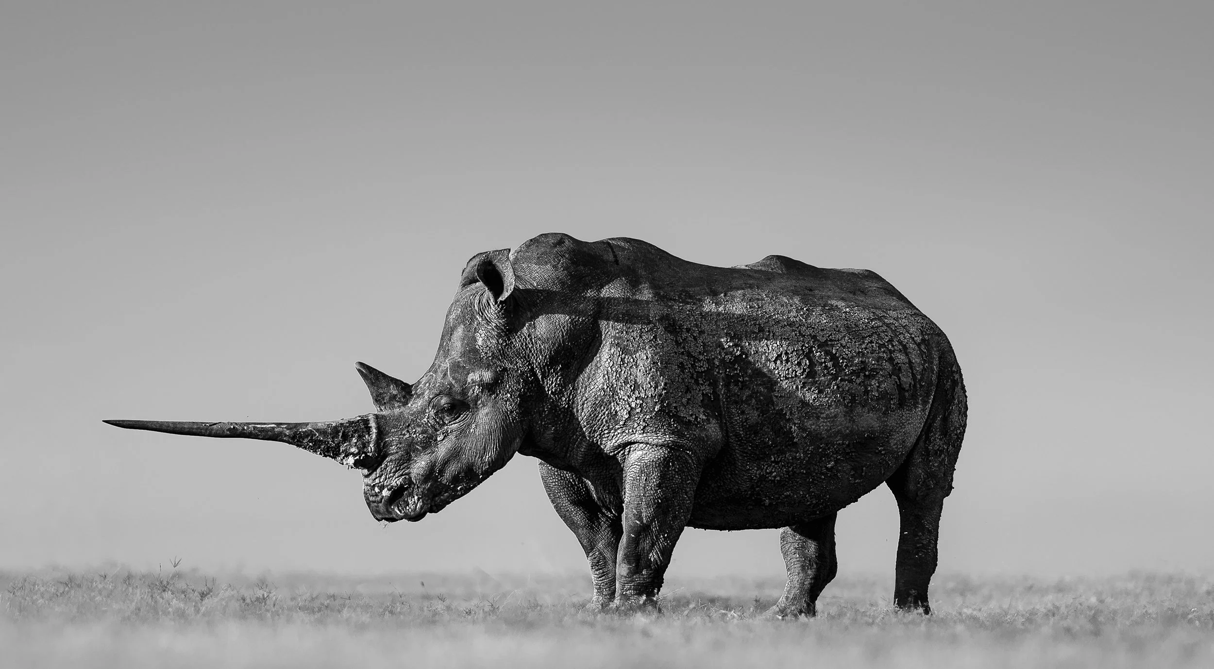 Black and white photo of a rhinoceros standing on grass with a clear sky background.