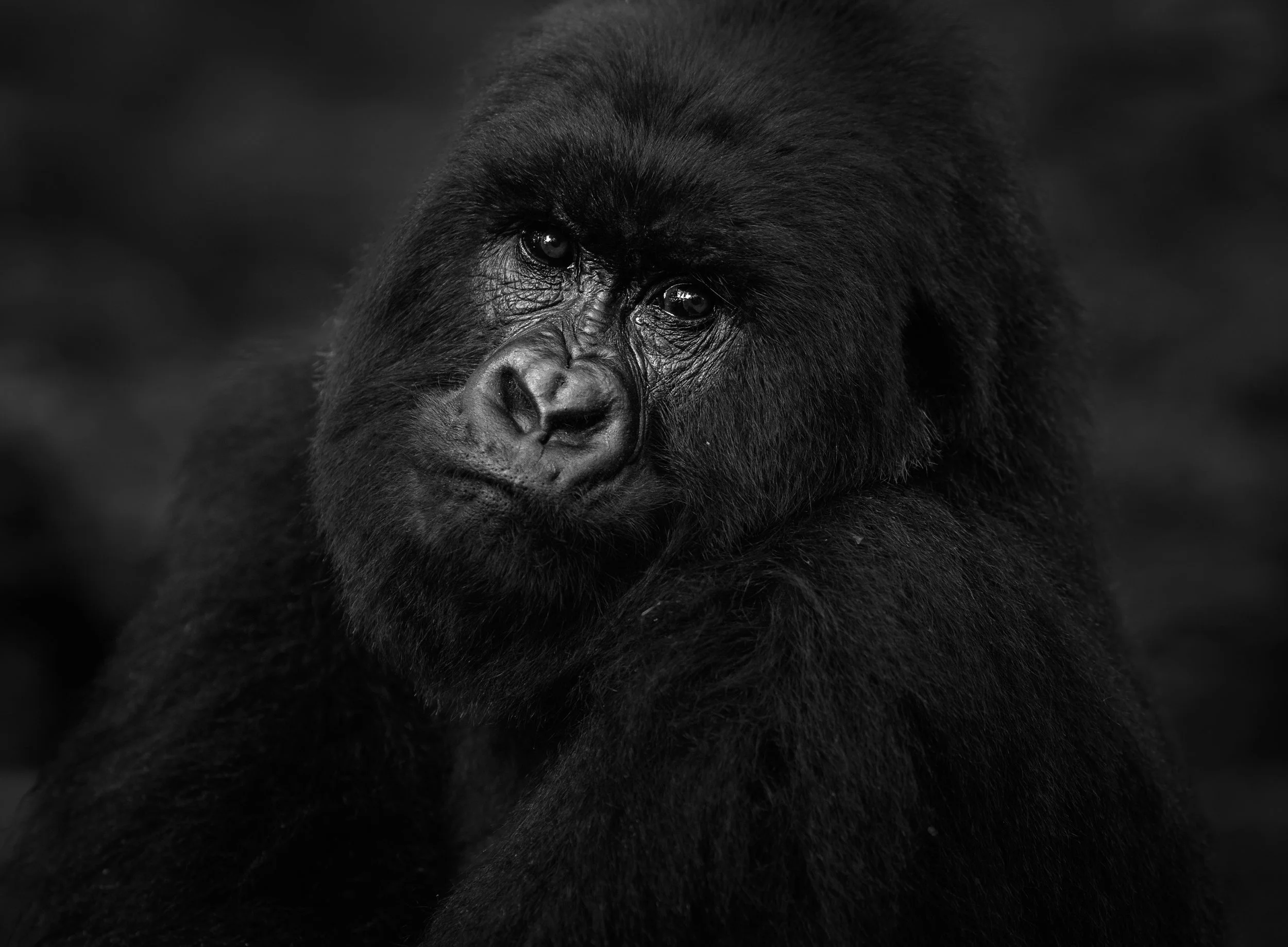 Close-up of a black gorilla with expressive eyes, looking over its shoulder, in black and white.
