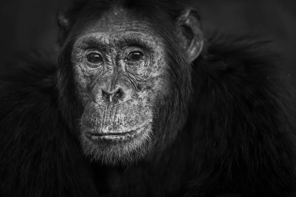 Close-up black and white photograph of a chimpanzee's face.