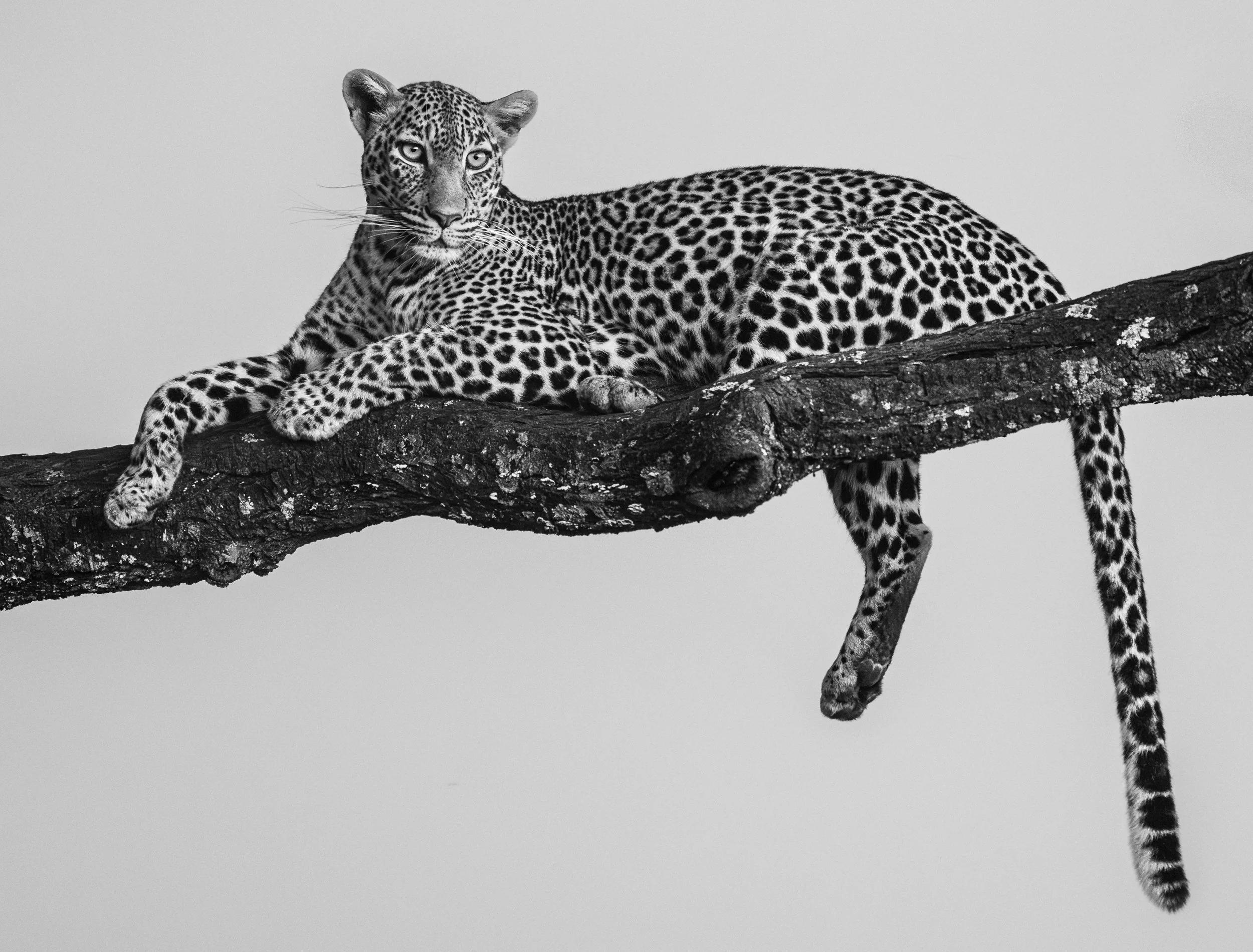 A black and white photograph of a resting leopard lying on a tree branch.