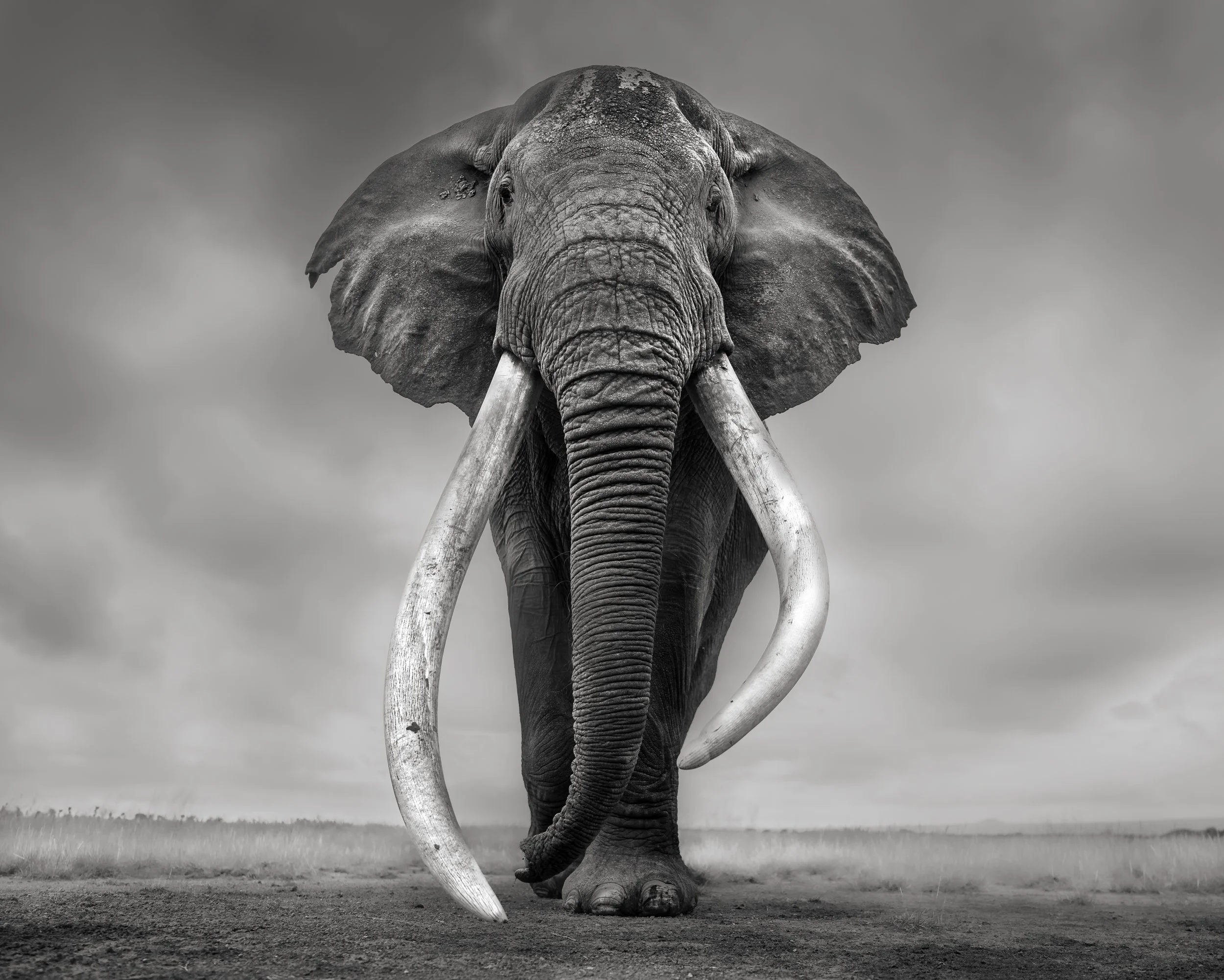 A black and white photograph of an elephant walking toward the camera across a plain, with cloudy sky overhead.