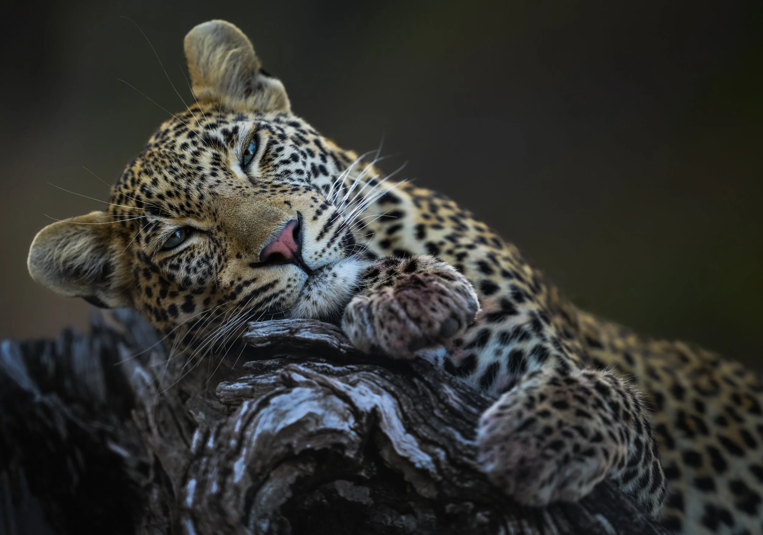 A leopard resting on a tree branch, gazing at the camera with a relaxed expression.