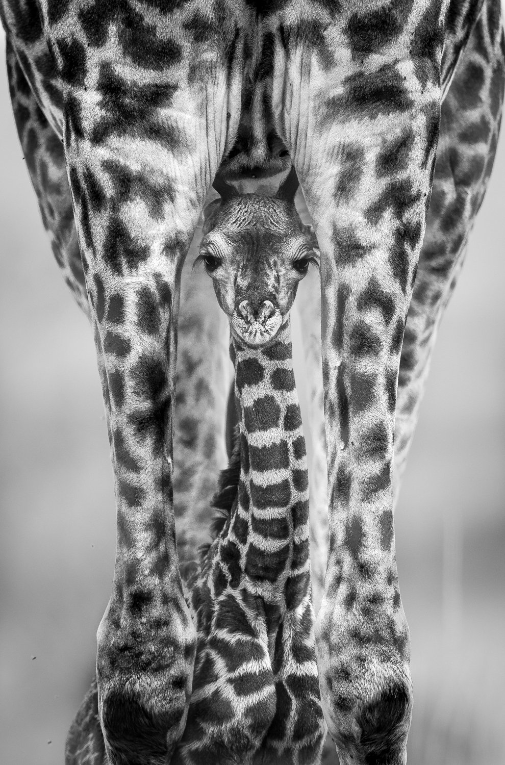 A close-up black and white photograph of a giraffe's head framed by its legs, with a calf looking directly at the camera.