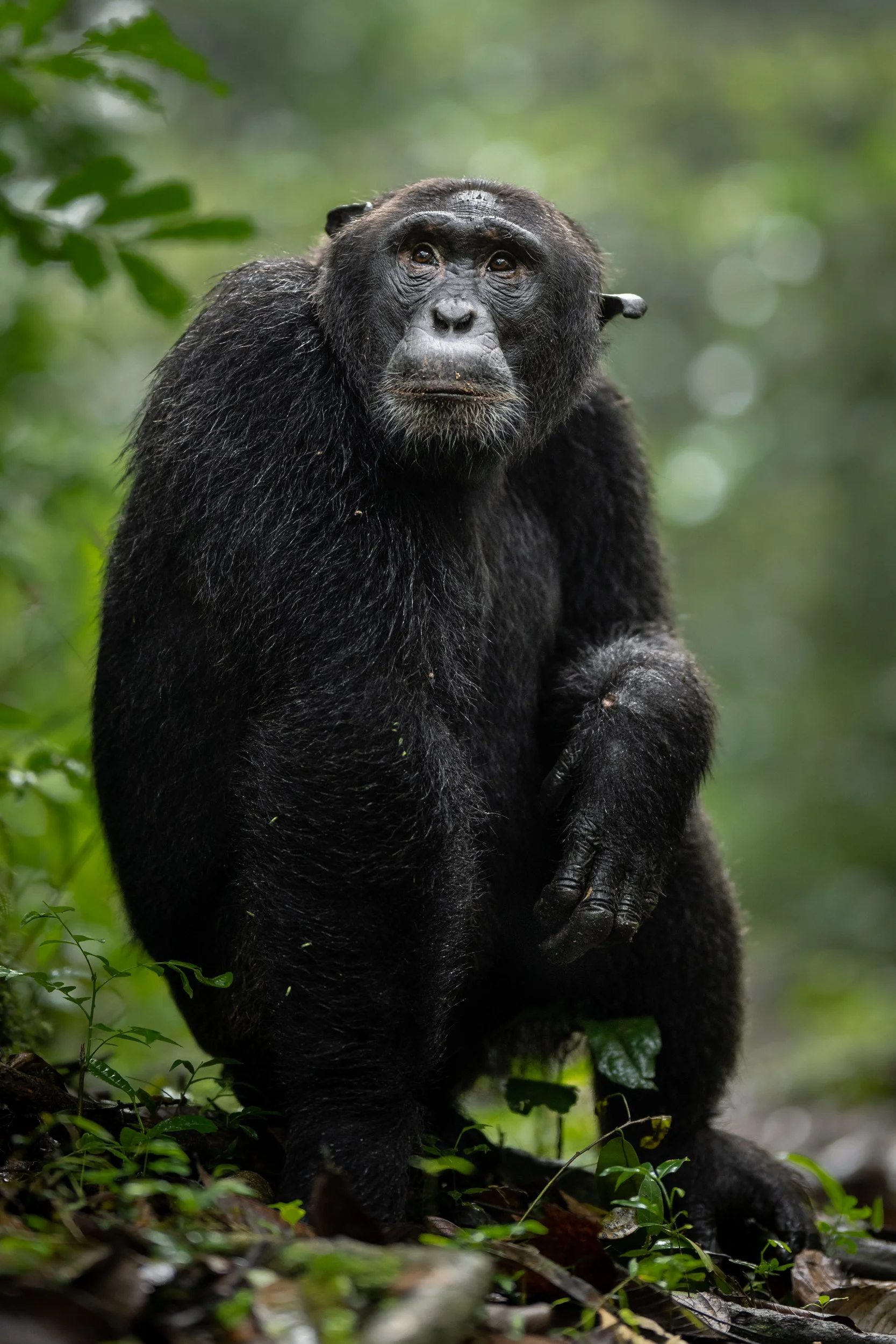A black gorilla sitting on the forest floor surrounded by green foliage, gazing thoughtfully into the distance.