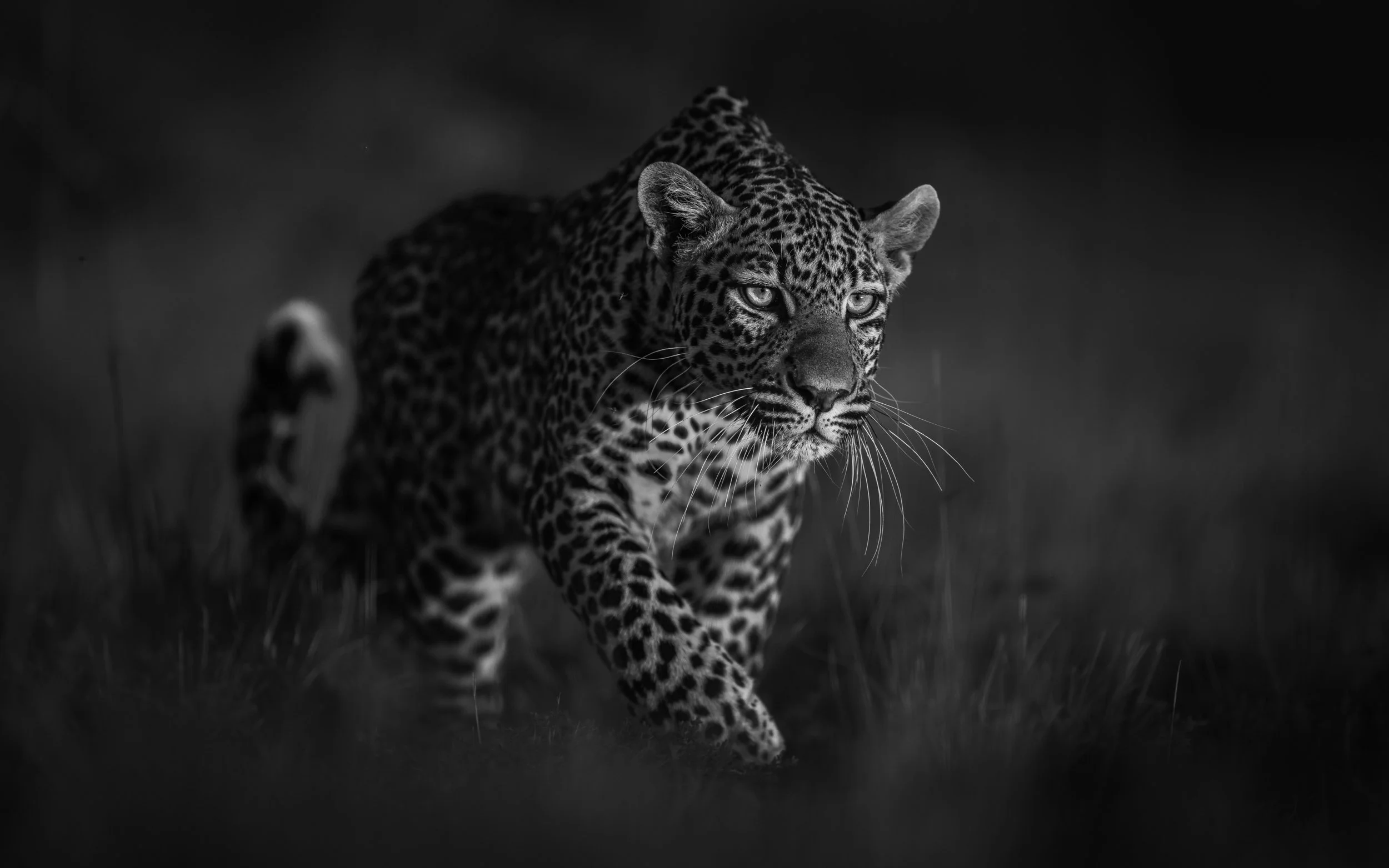 Black and white image of a jaguar walking through grass, with intense gaze and detailed coat pattern.