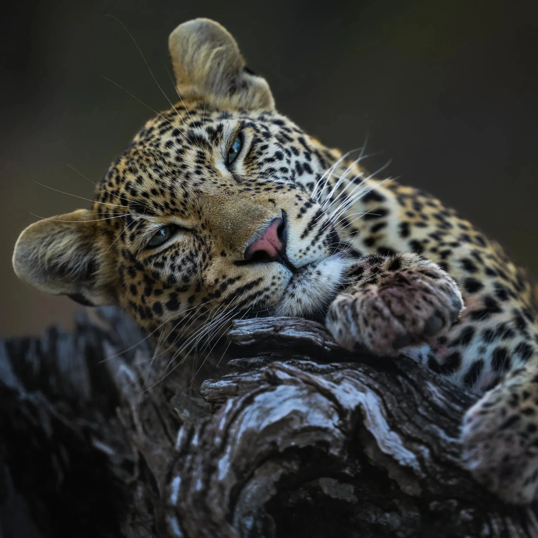 Close-up of a resting jaguar lying on a tree branch, looking relaxed with half-closed eyes and spotted fur.