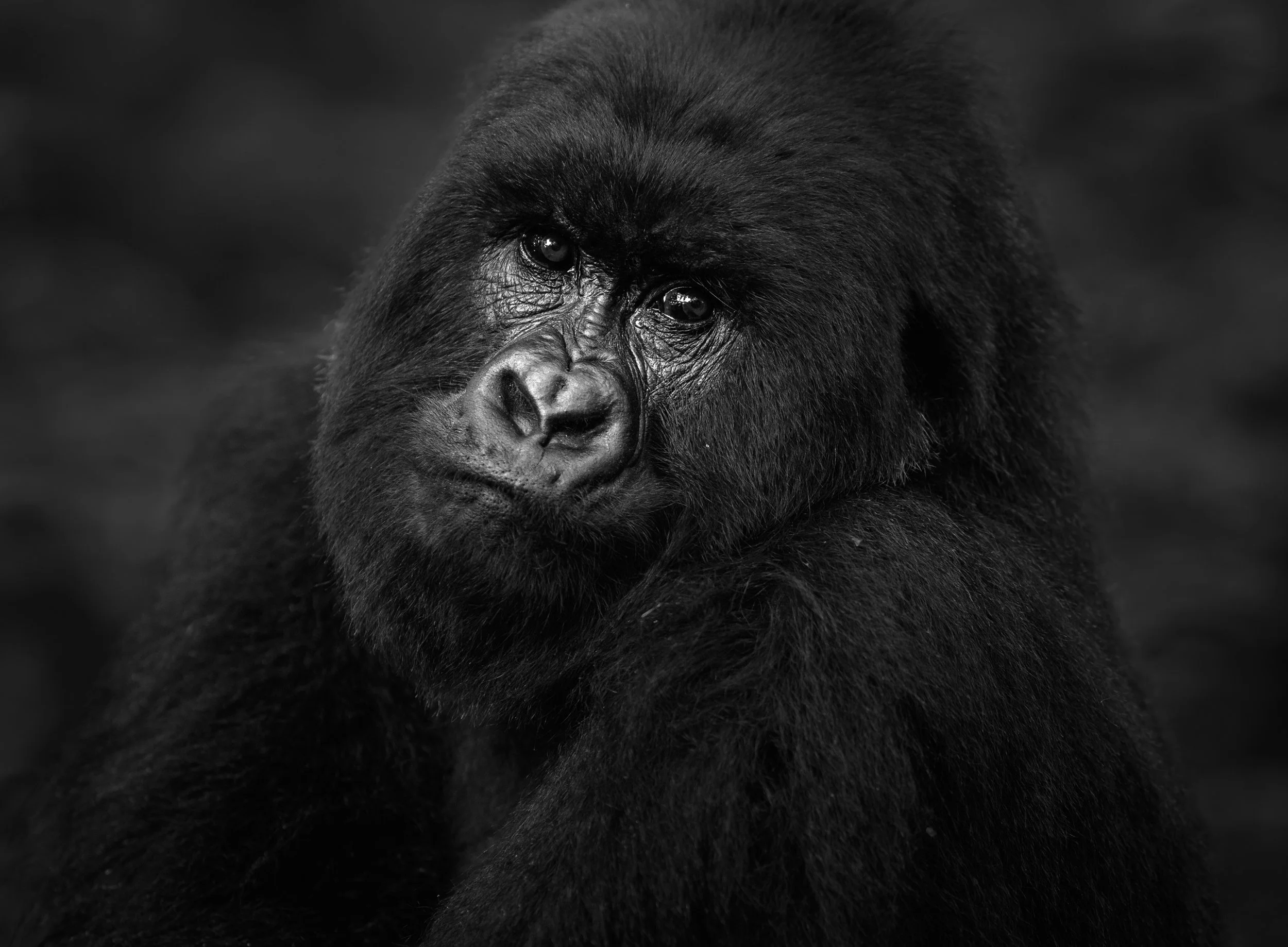Close-up black-and-white photo of a gorilla with a contemplative expression, looking directly at the camera.