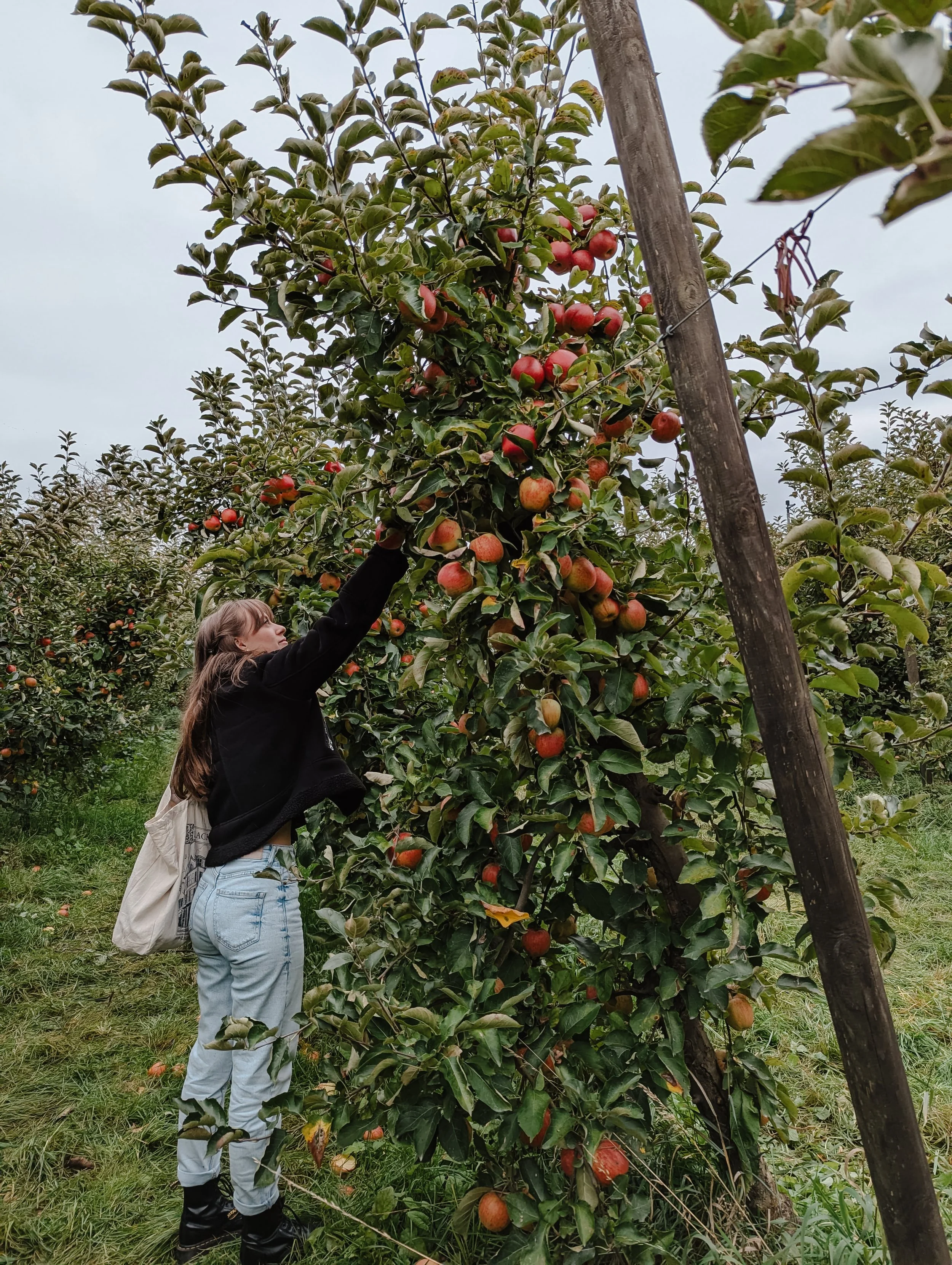 Rosa Lynn Signer plukt appels van een appelboom in een boomgaard.
