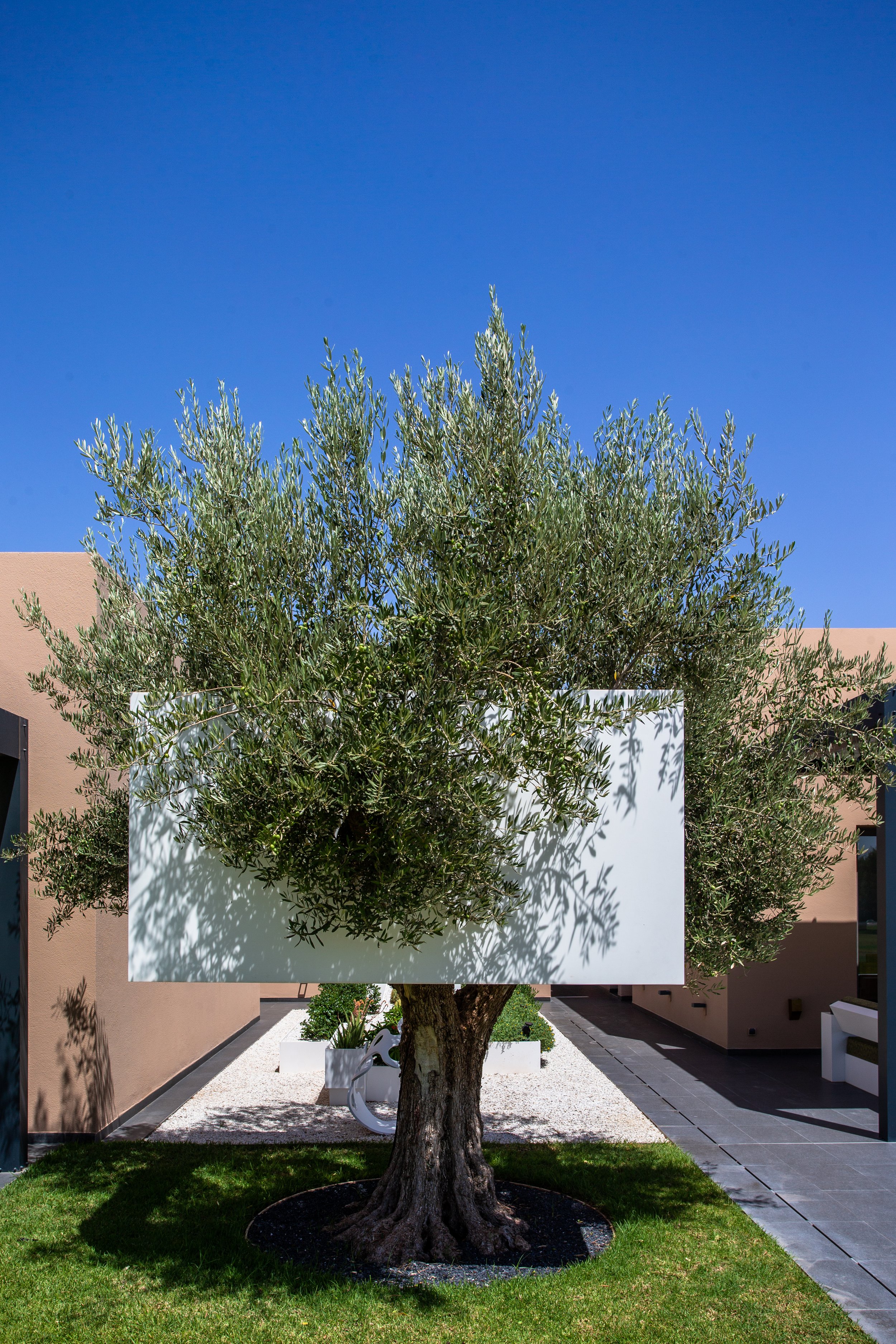 A large tree in a modern outdoor courtyard, with a white rectangular structure attached to its branches, set against a clear blue sky.