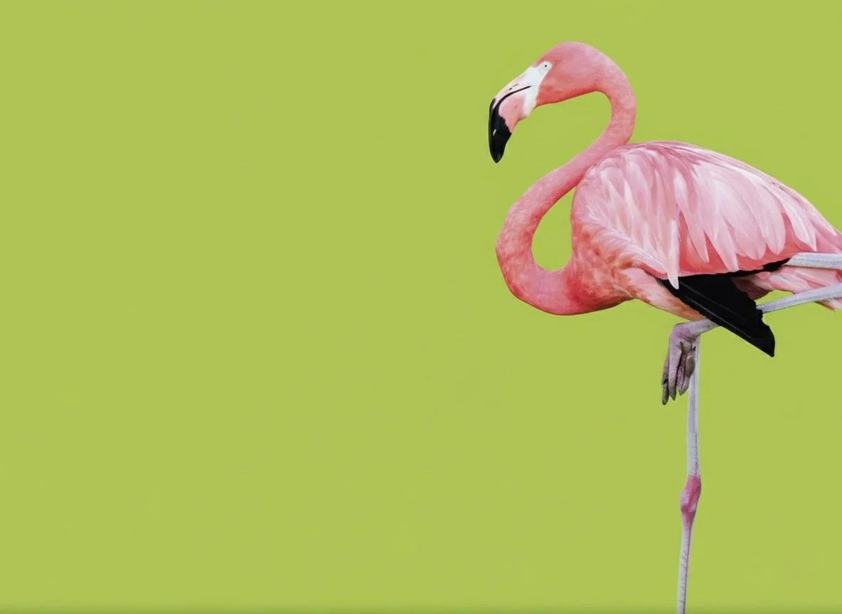 STANDING IS FOR FLAMINGOS