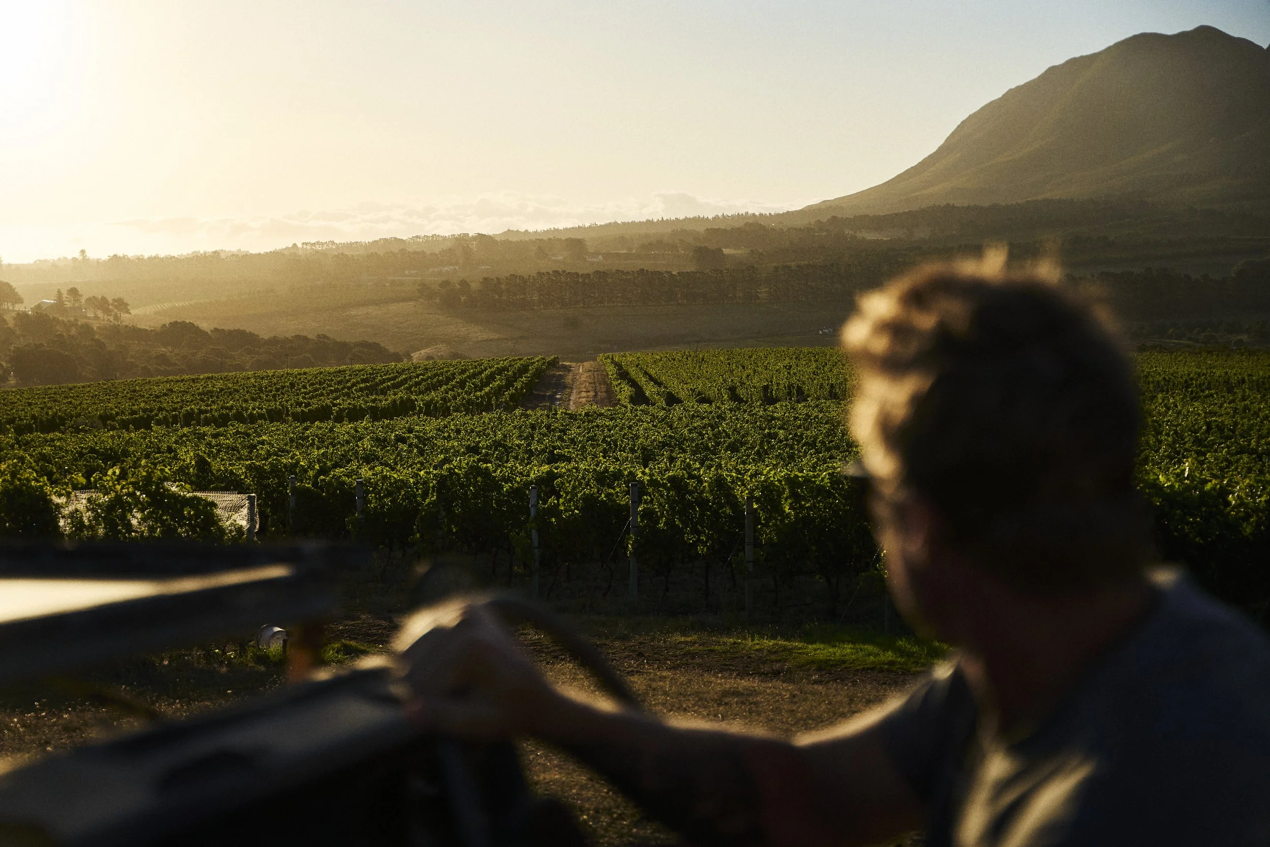 Person sitting on farming equipment overlooking a vineyard at sunset with rolling hills and a mountain in the background.