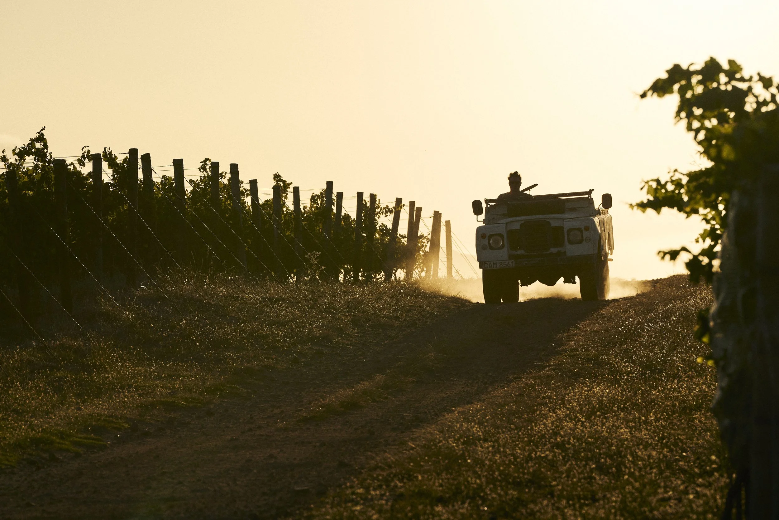 Ava Marie Vineyard on Restless River wine estate in the Hemel-en-Aarde Valley.