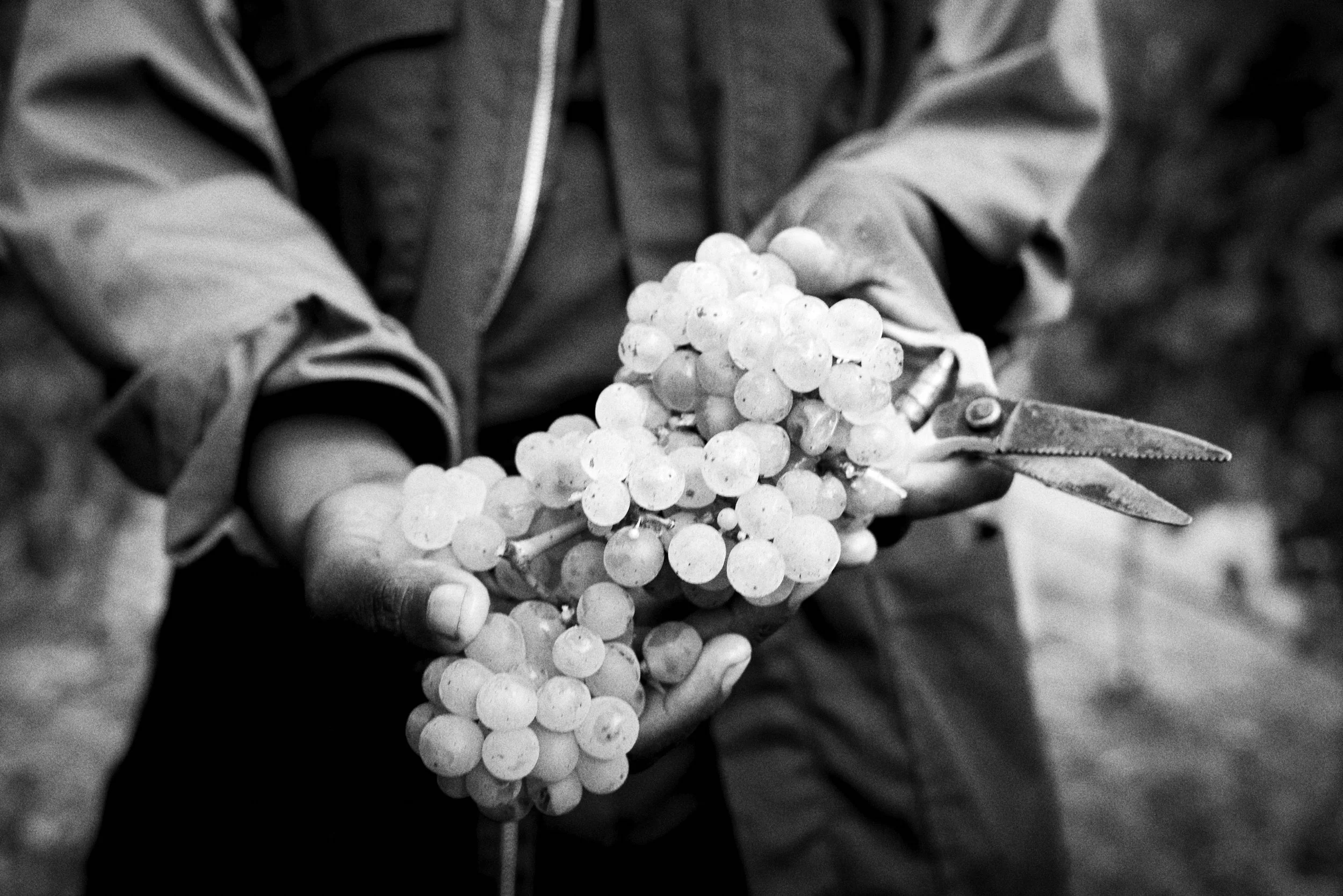 Single Vineyards, Hemel-en-Aarde, Chardonnay, Pinot Noir, Cabernet Sauvignon.