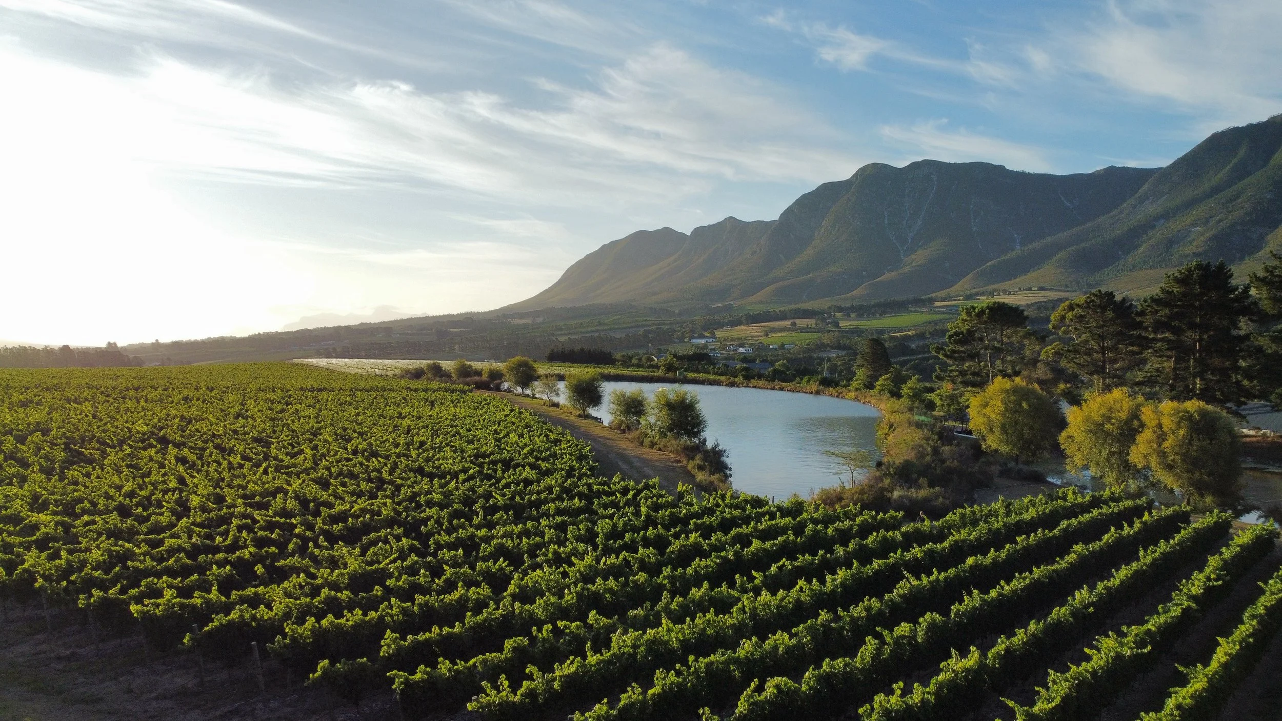 Best South African wine. Ava Marie chardonnay vineyard on Restless River in the Hemel-en-Aarde Valley, South Africa.