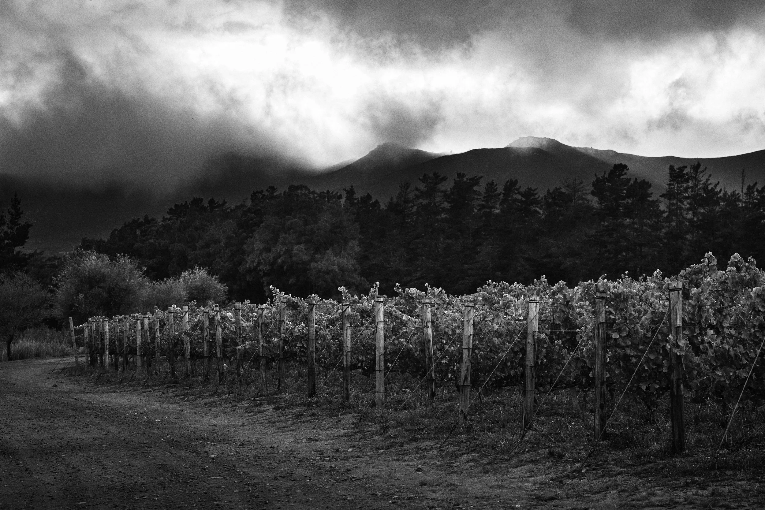 Top South African wine. Cabernet Sauvignon. Restless River Main Road & Dignity vineyard in the Hemel-en-Aarde Valley, Hermanus wine.