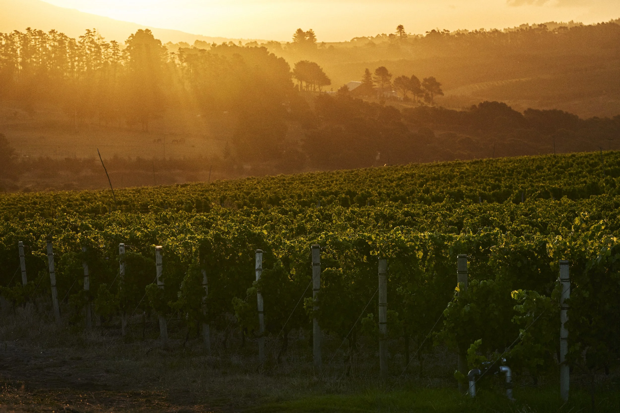 Le Luc pinot noir vineyard on Restless River in the Hemel-en-Aarde Valley, wine, Hermanus