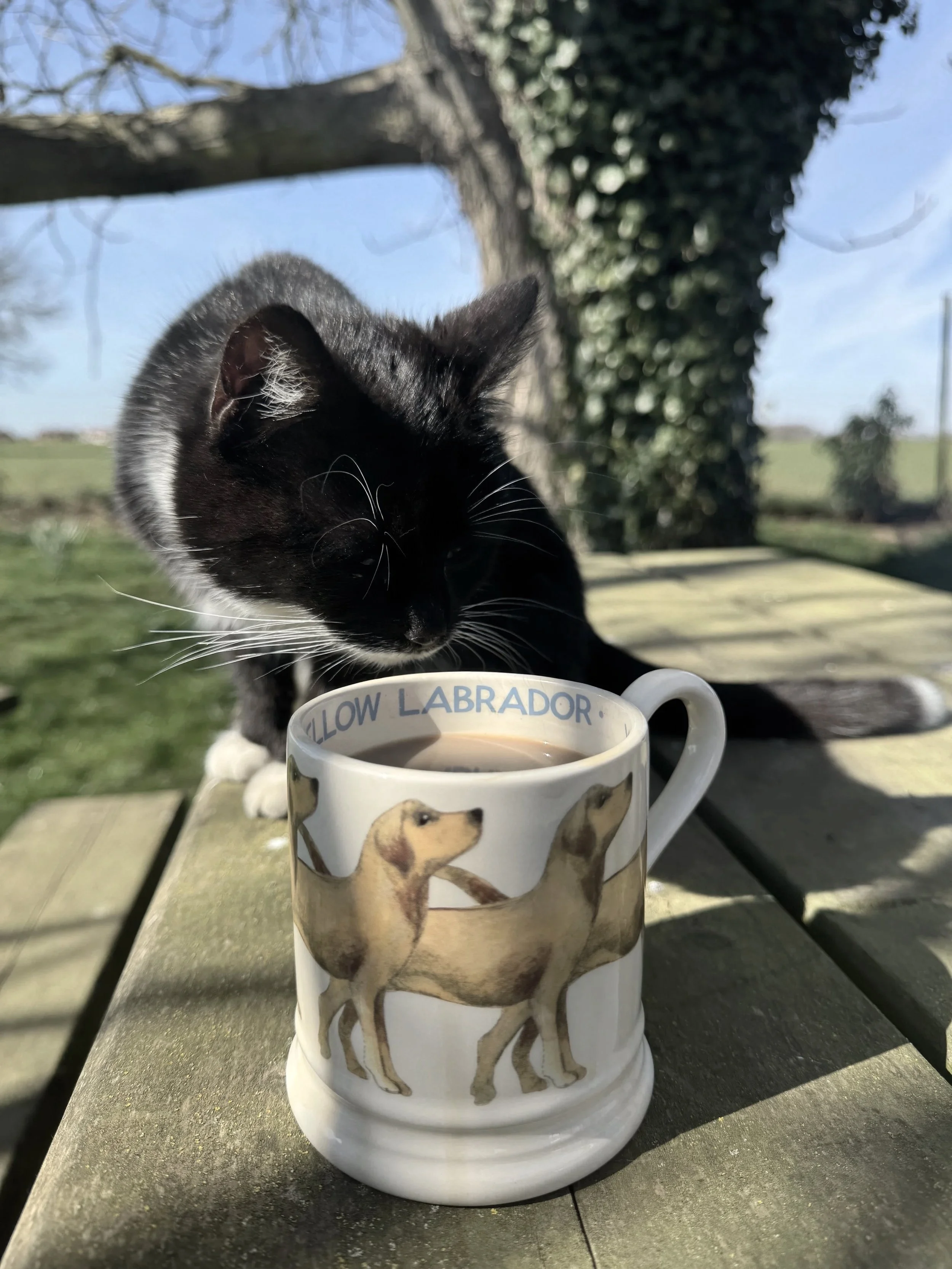 Black and white cat leaning over a ceramic mug with Labrador dogs printed on it, sitting outdoors on a wooden surface.