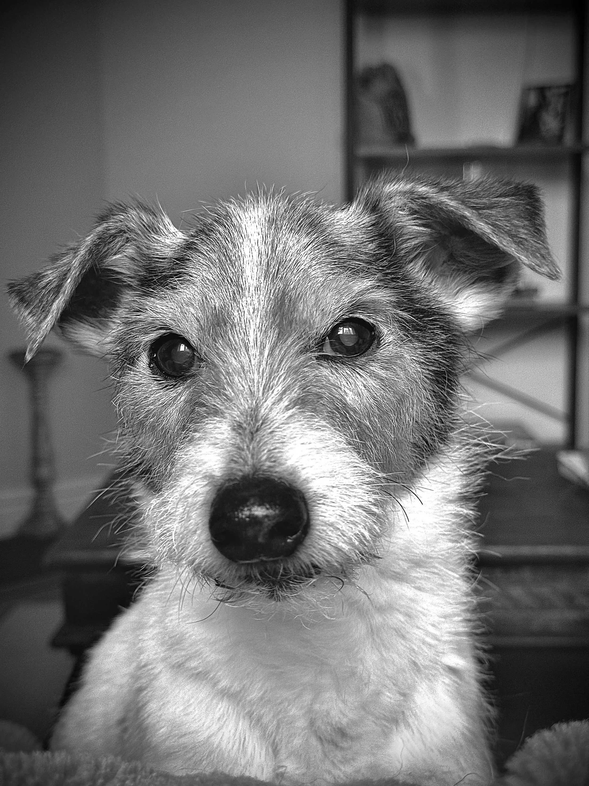 Close-up black and white photograph of a small, scruffy dog with a curious expression, sitting indoors.