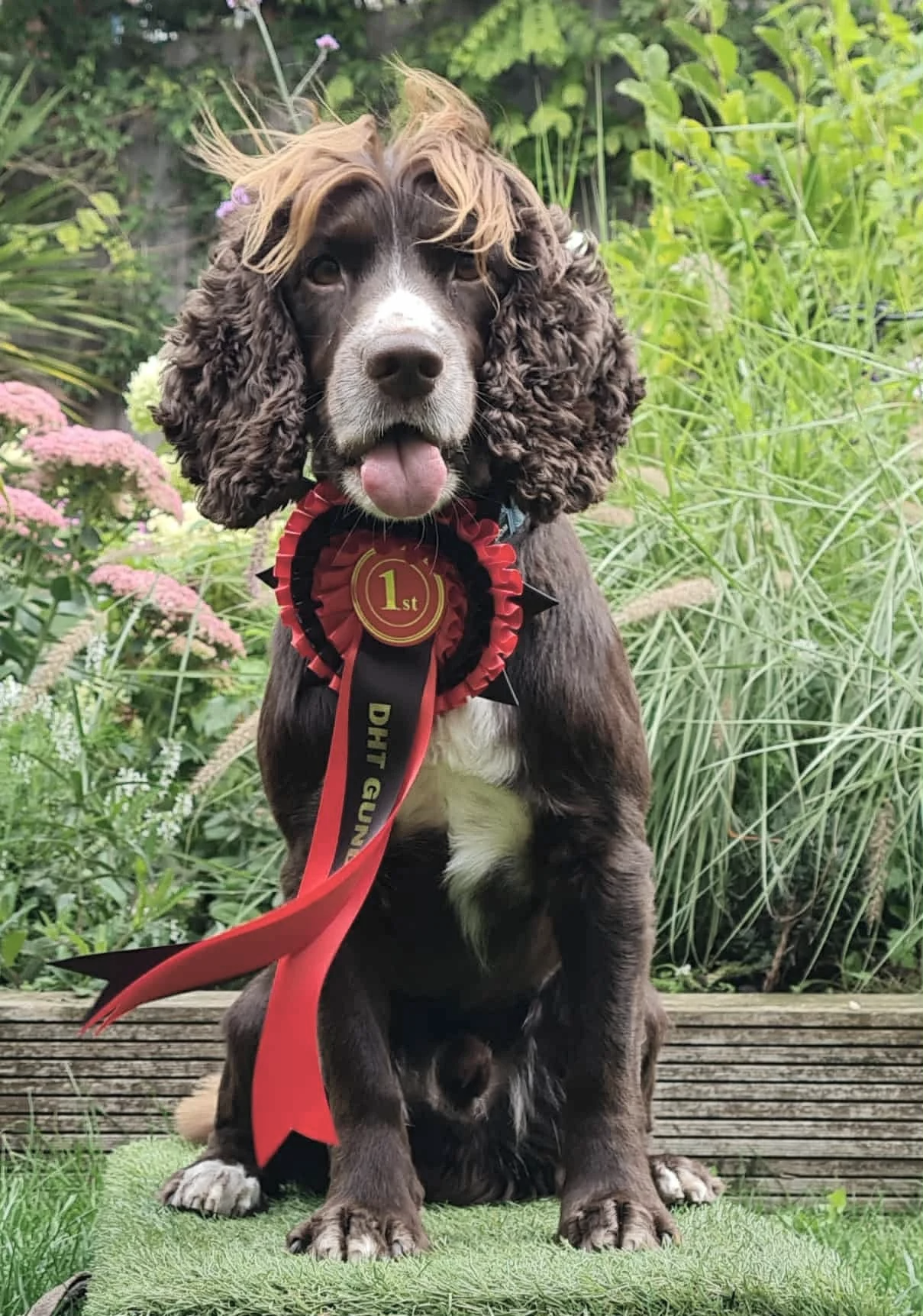 A brown and white puppy with curly ears and a pink tongue sitting outdoors, wearing a first place ribbon awarded by DHT GUNDOG.