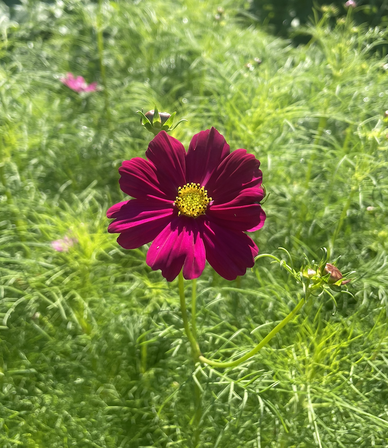 A deep purple flower with a yellow center growing in green grass.