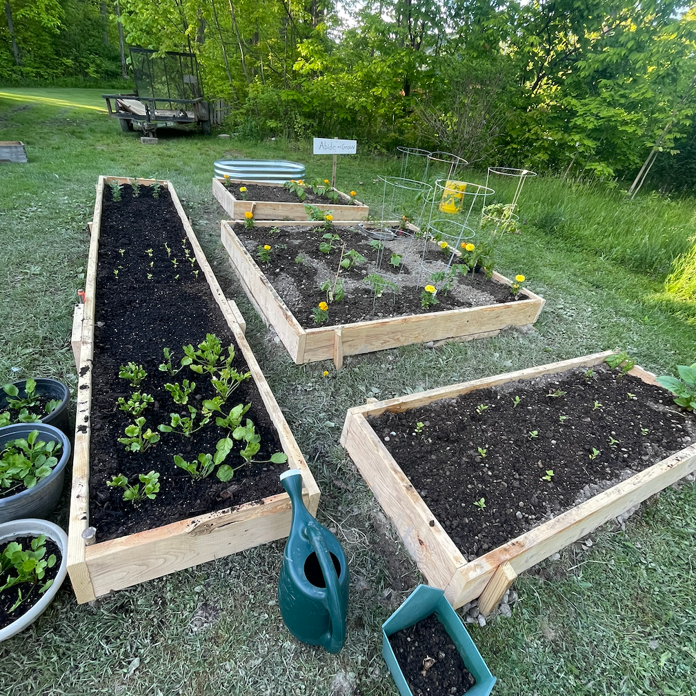 A garden with multiple raised beds filled with soil, some planted with seedlings and flowers, on a grassy area surrounded by trees. Gardening tools and supplies are nearby, with a trailer and a metal water trough in the background.