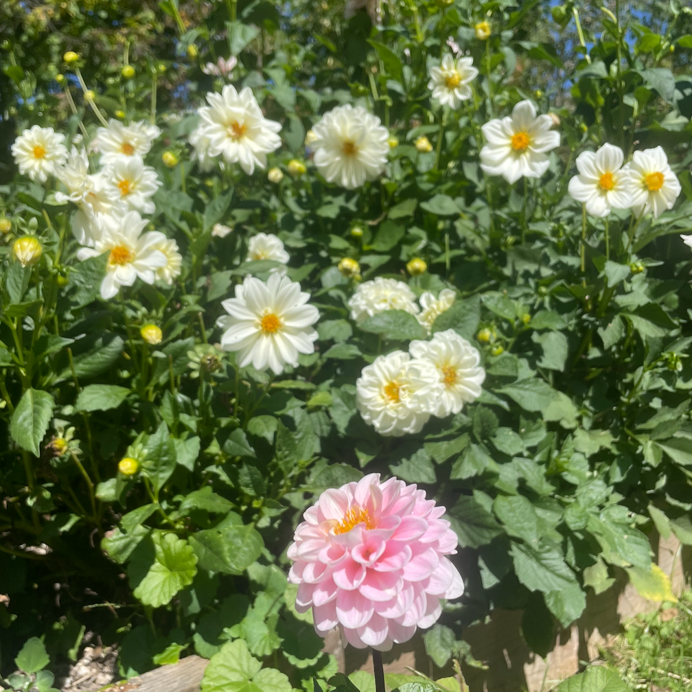 Pink and white dahlias blooming among green leaves in a garden.