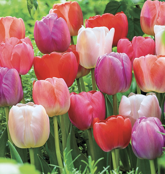 Screenshot 2026-01-02 at 1.02.53 PM.png