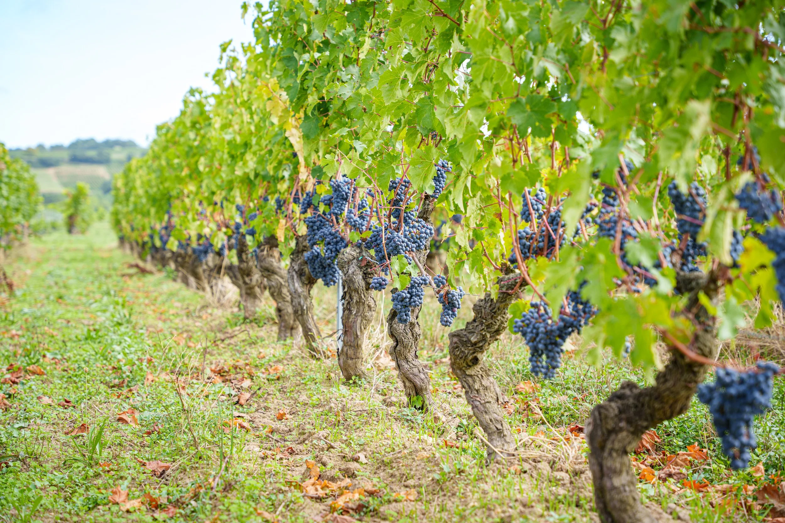 A vineyard with cabernet franc grapevines, showing bunches of dark purple grapes hanging from gnarled vines, in a lush, green landscape.