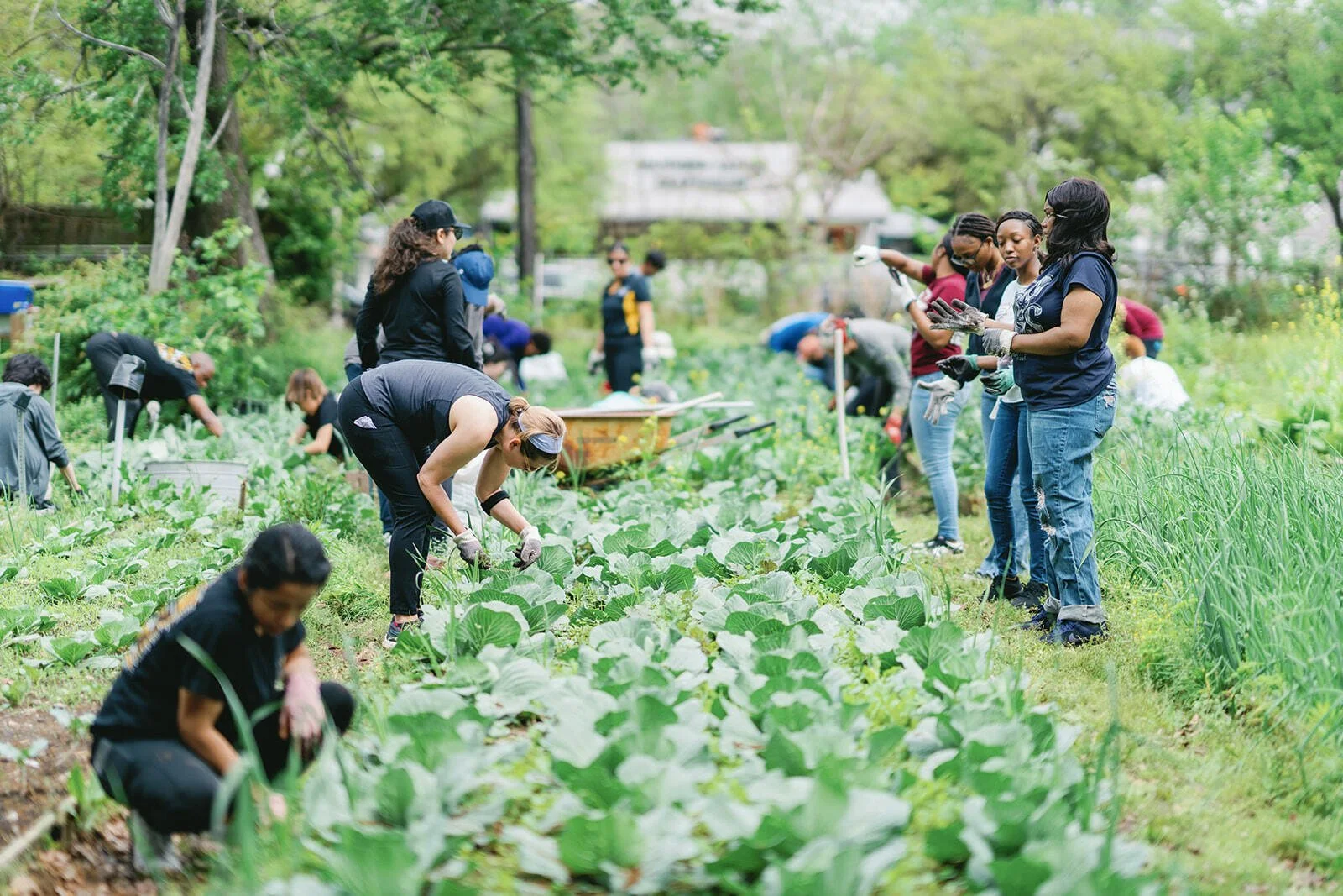 A group of people tend to a community garden filled with leafy plants.