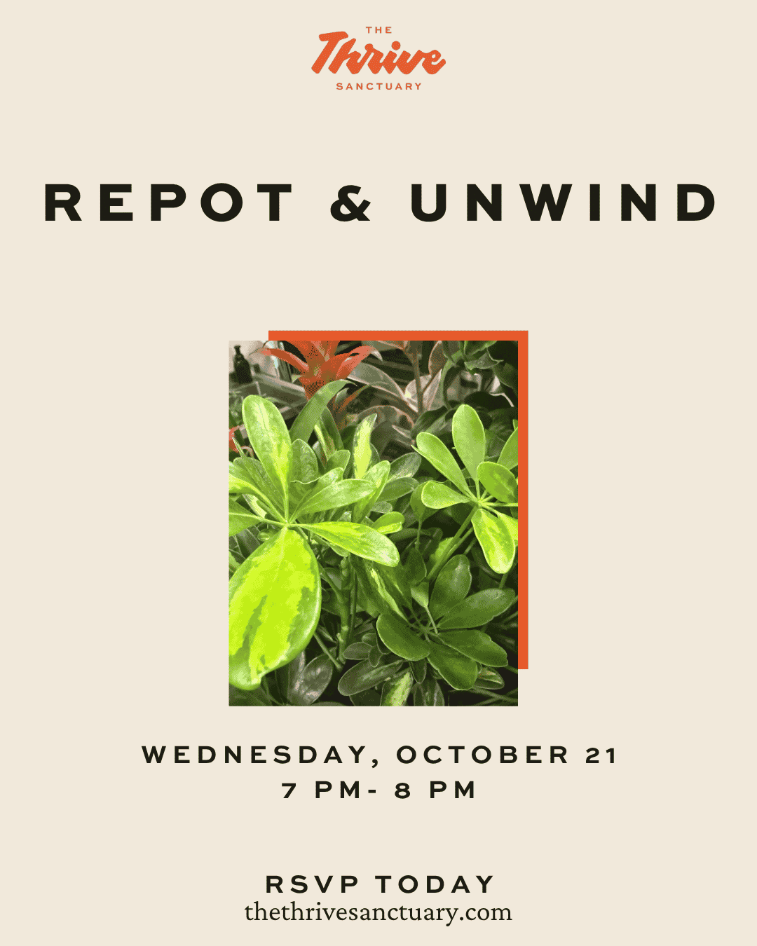 Repot & Unwind