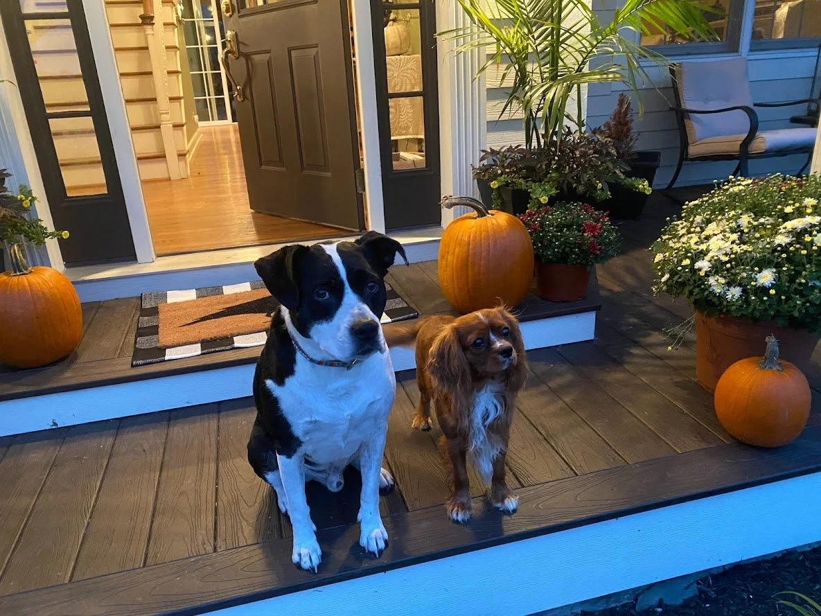 porch dogs.jpg