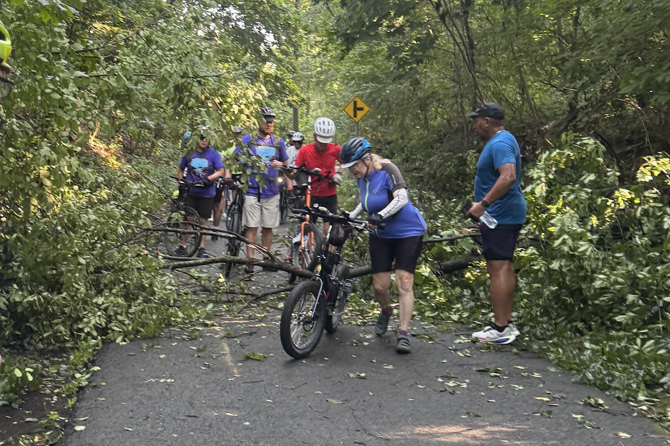 tree.JPG