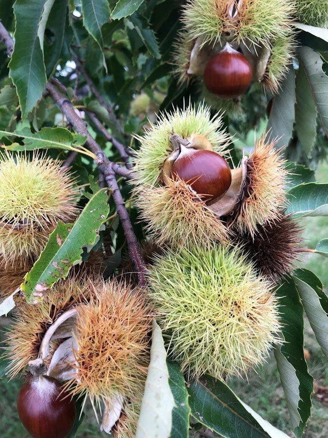 chestnut.jpg